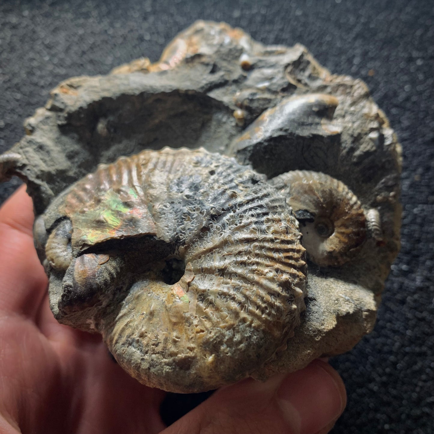 F565 | Ammonite | Hoploscaphites sp. & Jeletzkytes sp.