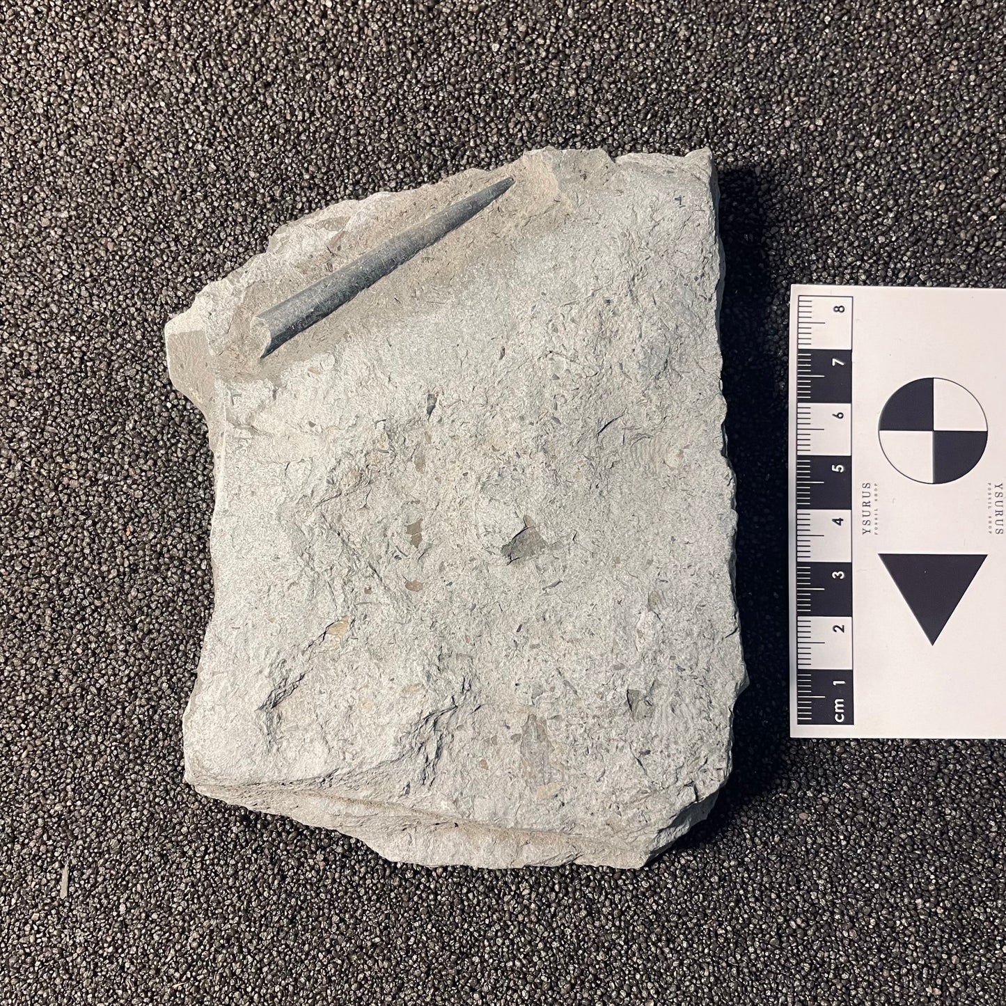 F2397 | Belemnite | Belemnoidea indet.