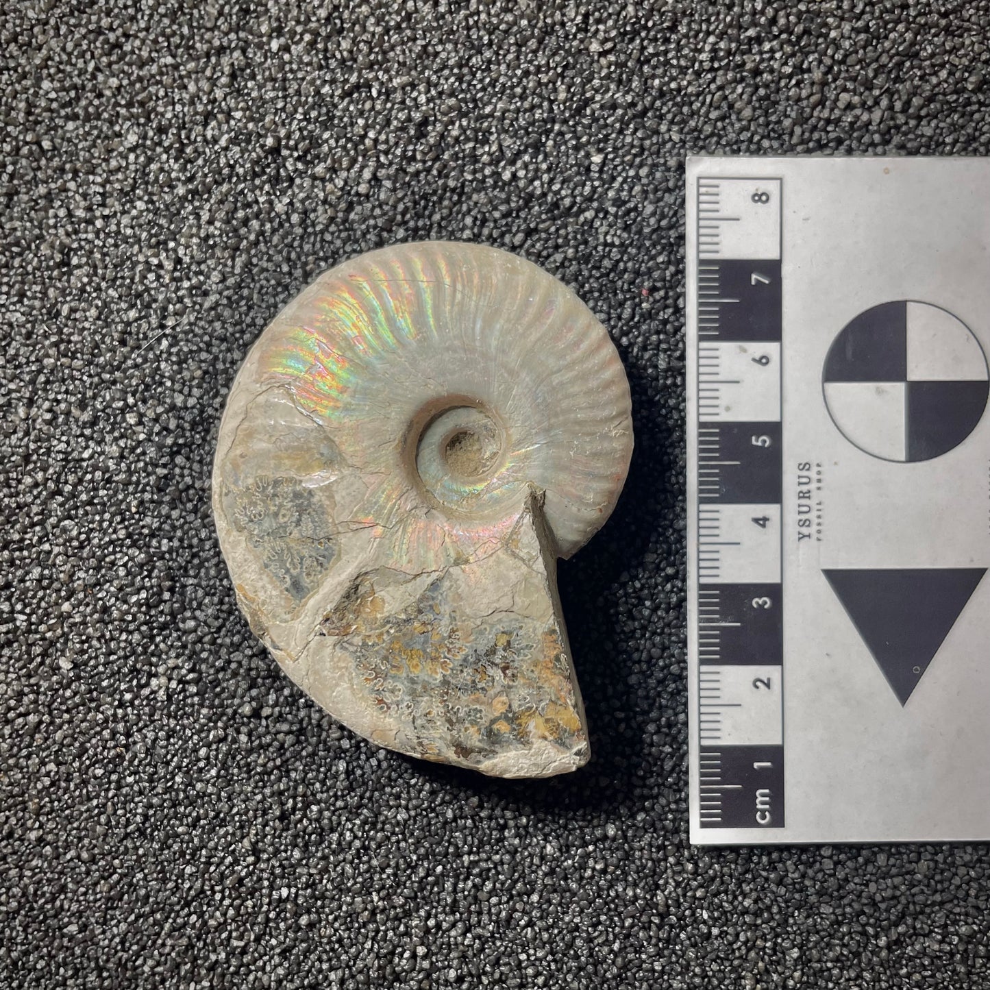 F2018 | Ammonite | Cleoniceras sp.
