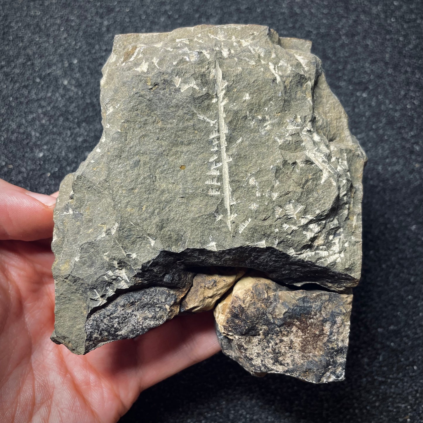 F1286 | Trilobite | Paradoxides gracilis