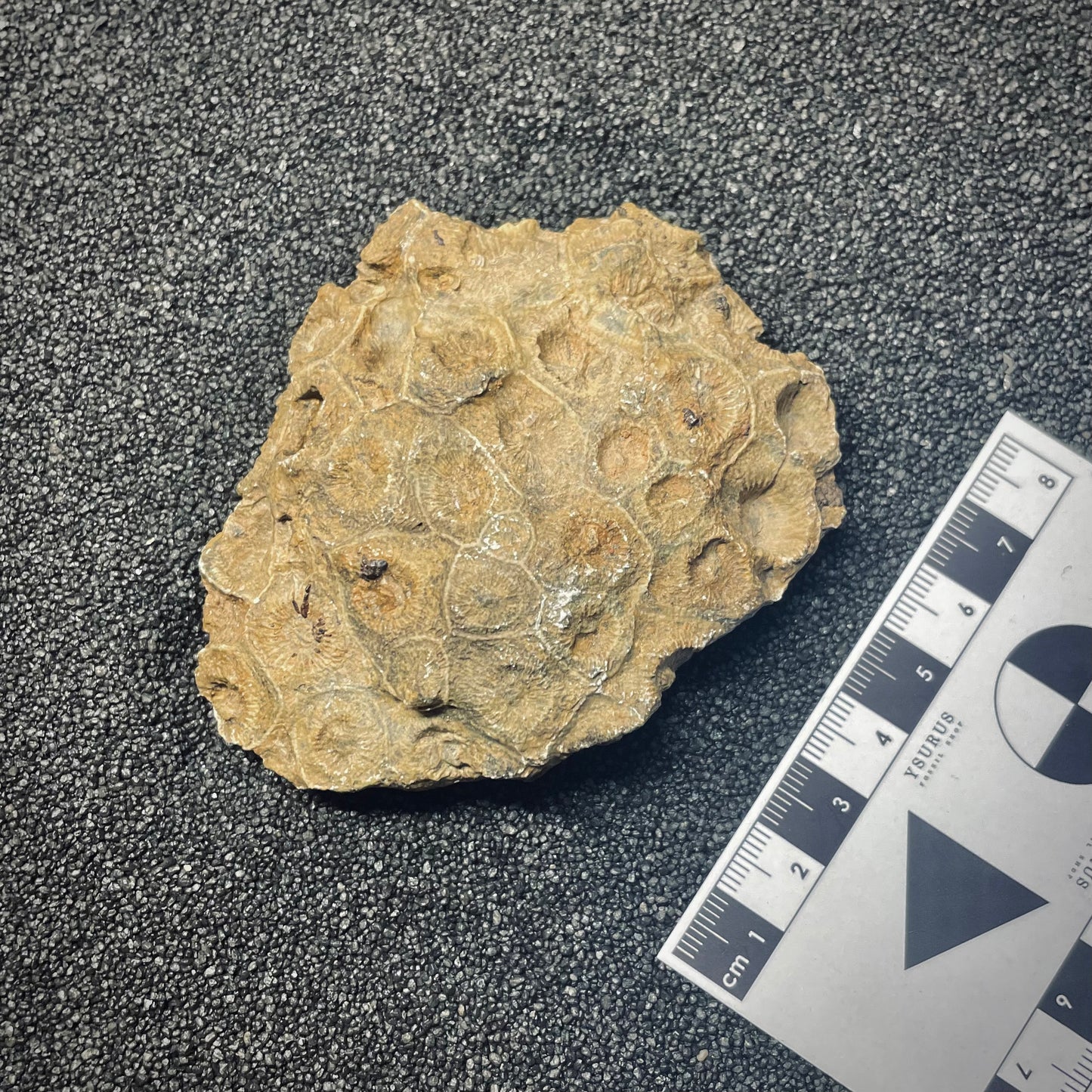 F1676 | Corallo | Hexagonaria sp.