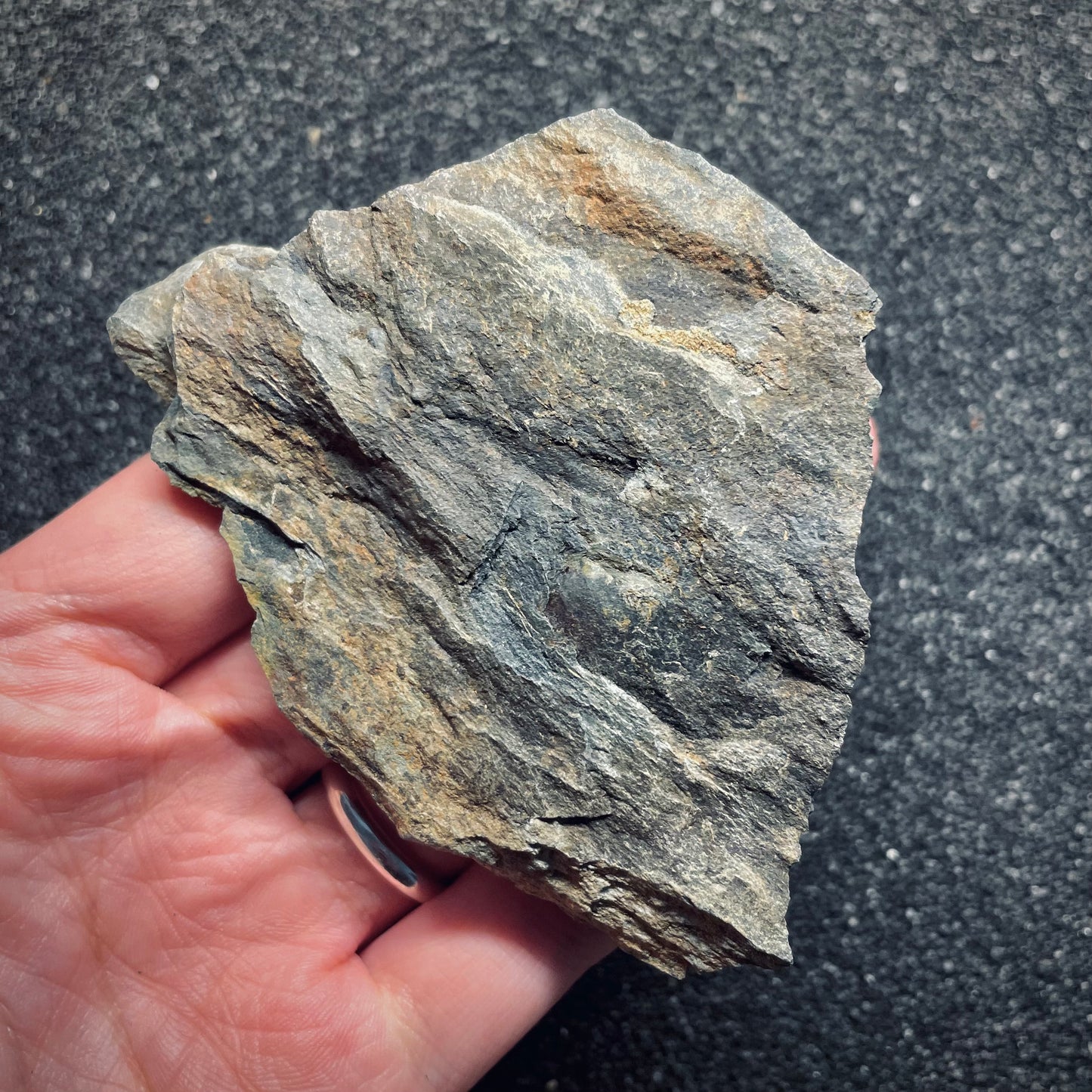 F1602 | Trilobite | Colpocoryphe rouaulti