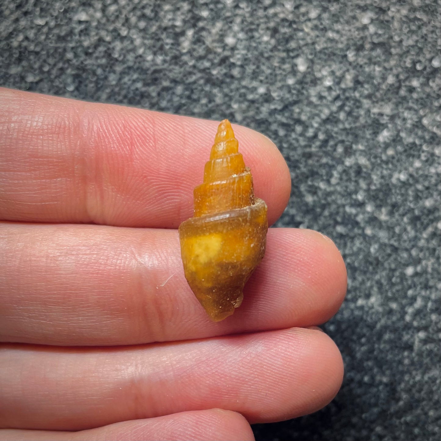 F1766 | Gasteropode | Gastropoda indet.