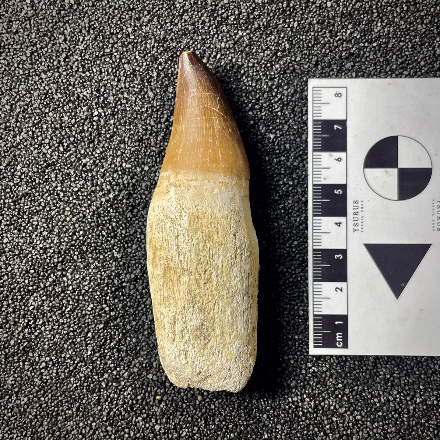 F1988 | Mosasauro | Prognathodon sp.
