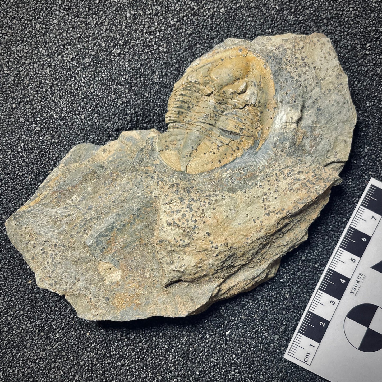 F1568 | Trilobite | Isabelinia glabrata