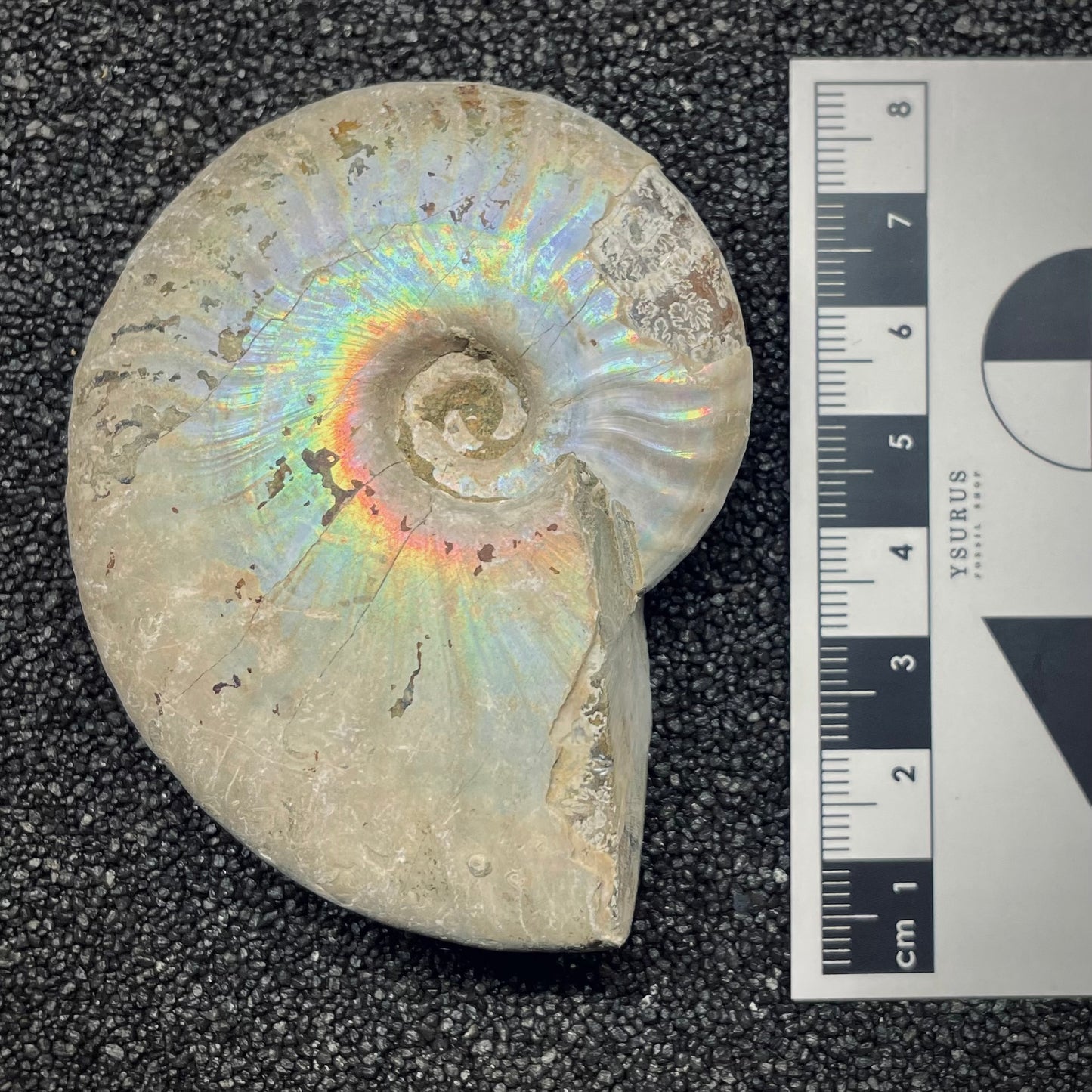 F2653 | Ammonite | Cleoniceras sp.