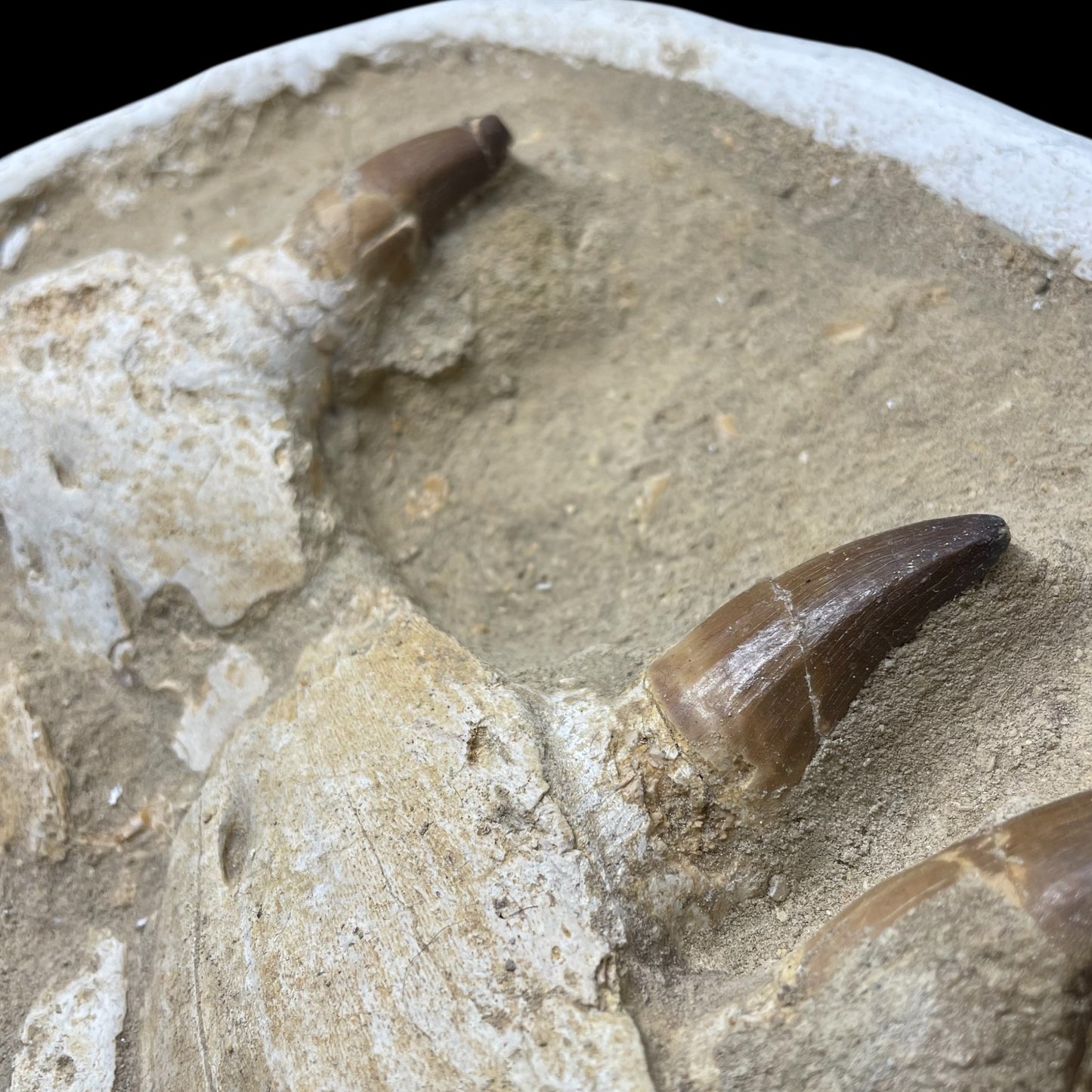 F1984 | Mosasauro | Prognathodon sp.