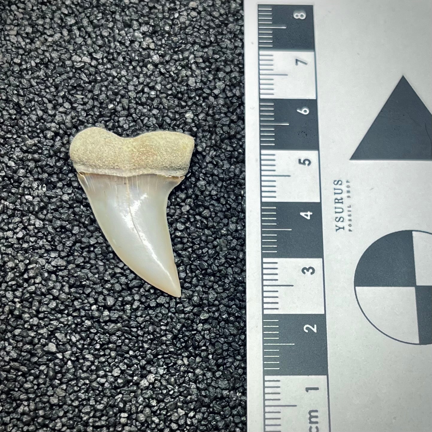 F2746 | Squalo | Carcharodon planus