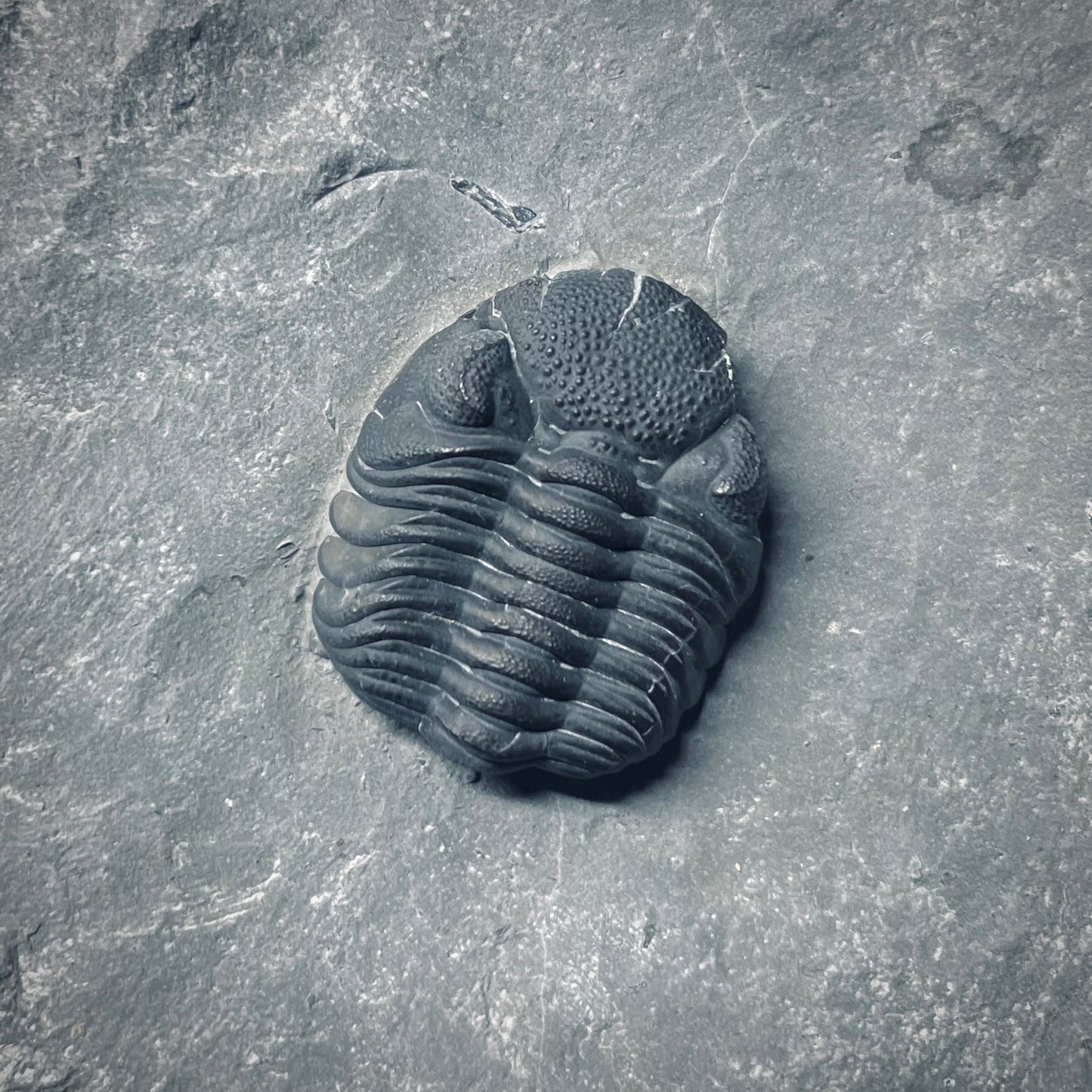 F1299 | Trilobite | Eldredgeops rana