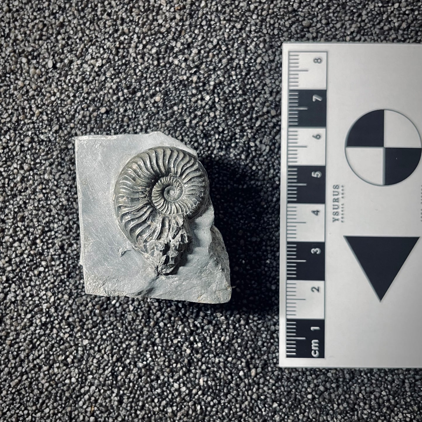 F2538 | Ammonite | Pleydellia sp.