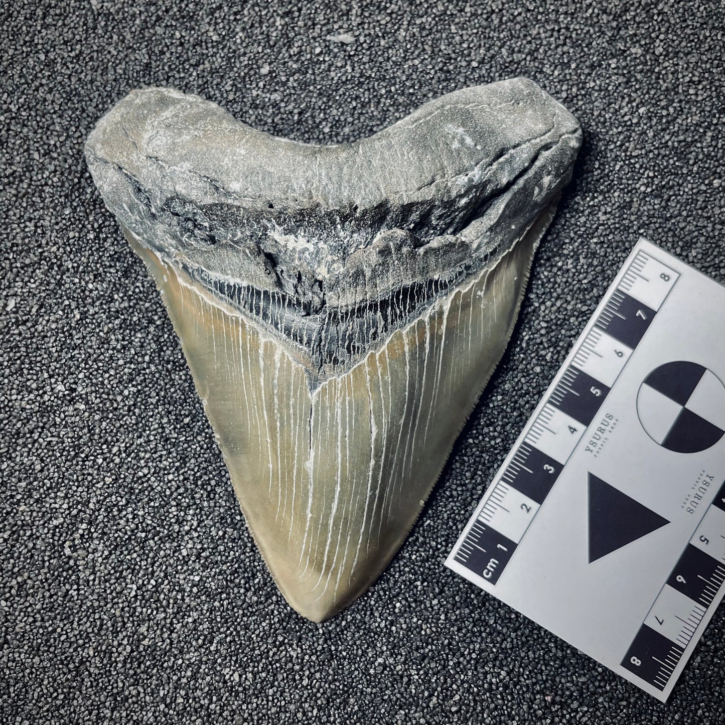 F1851 | Squalo | Otodus megalodon