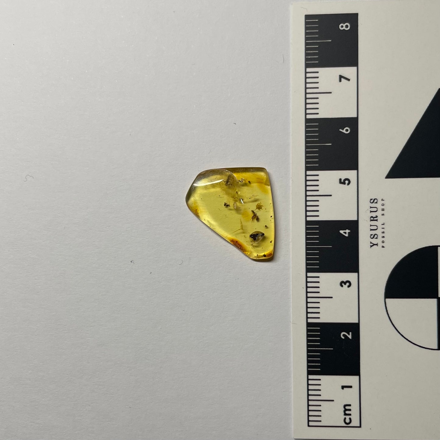 F2428 | Ambra con inclusione | Ctenobethylus goepperti