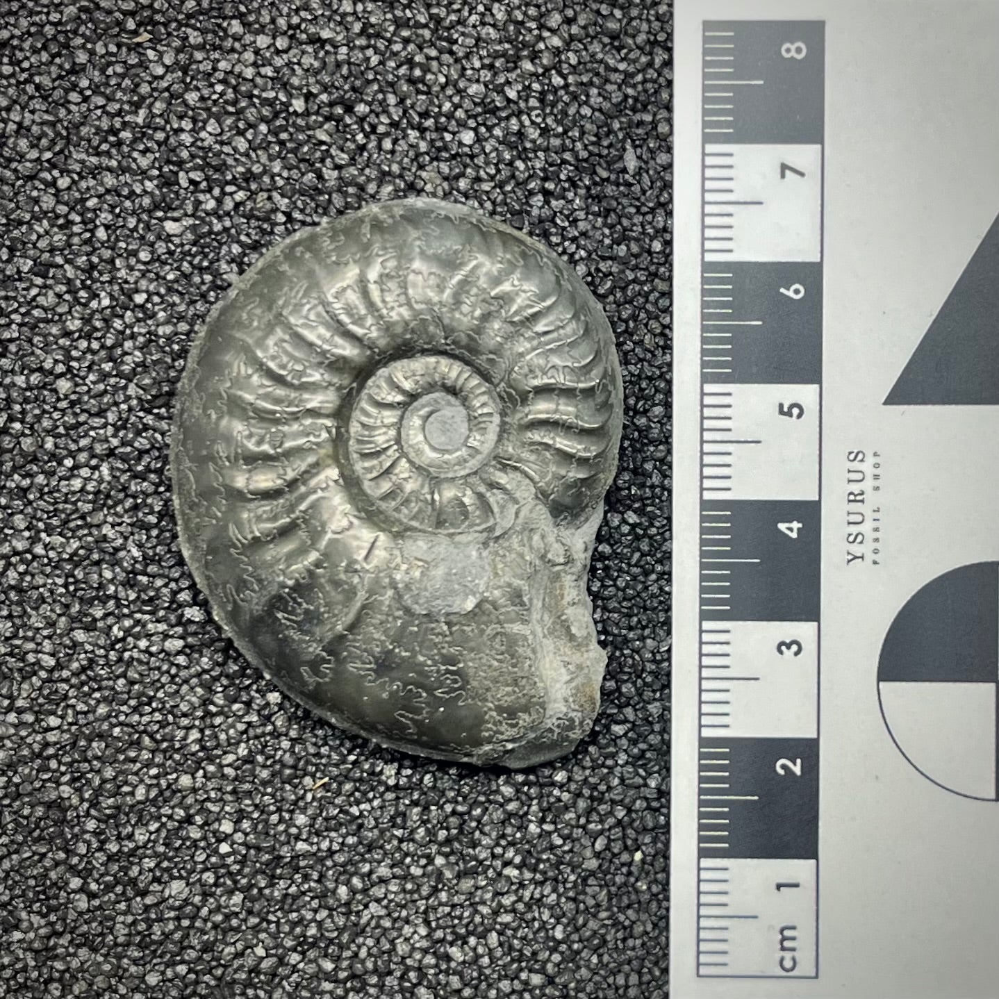 F2894 | Ammonite | Graphoceratidae indet.