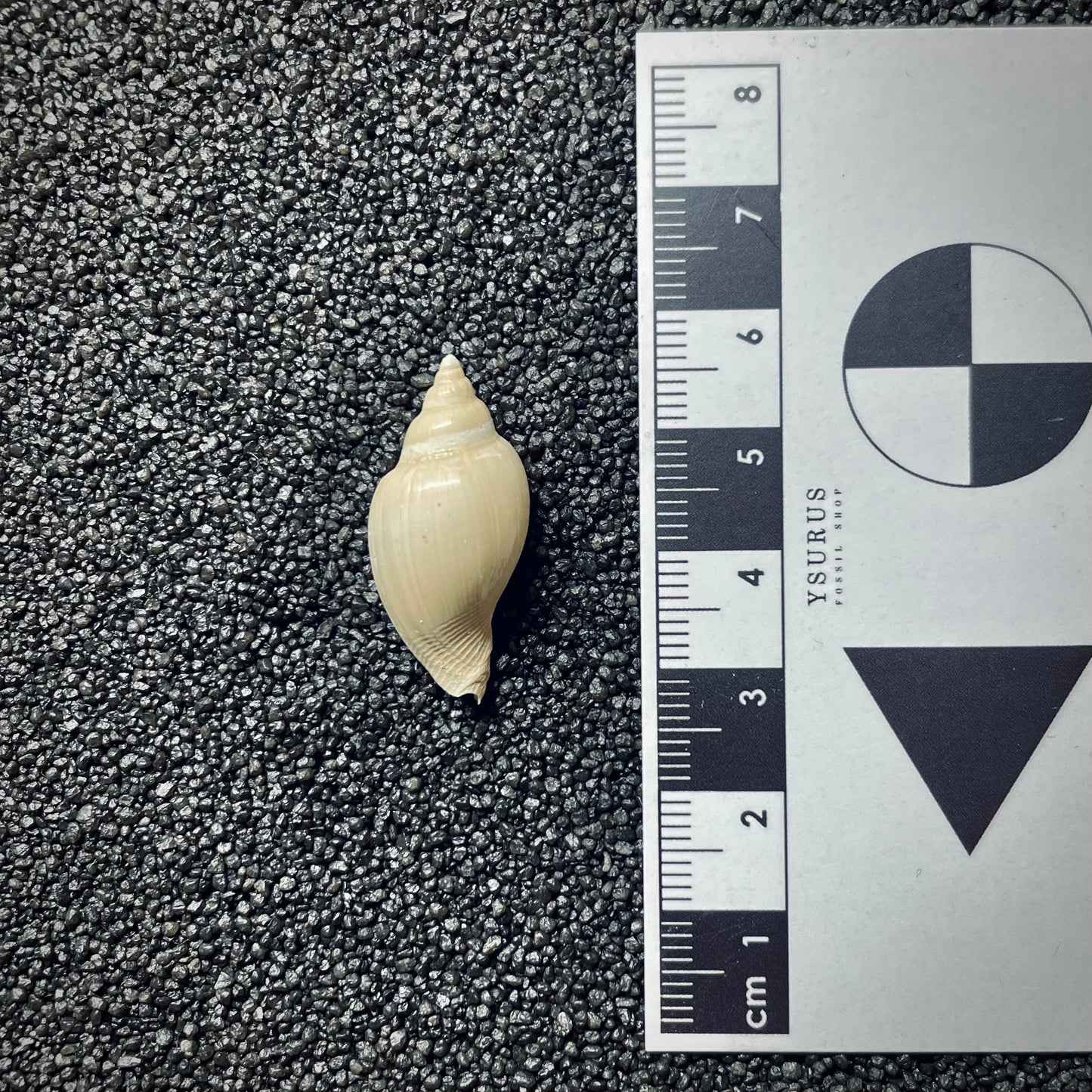 F1412 | Gasteropode | Cryptochorda stromboides