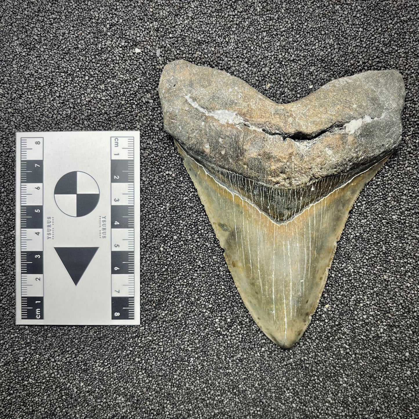 F2932 | Squalo | Otodus megalodon
