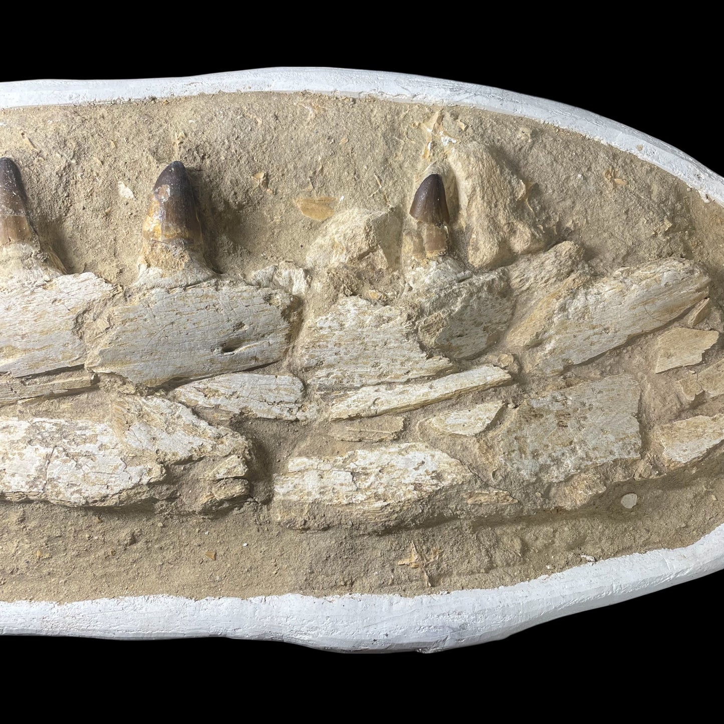 F1984 | Mosasauro | Prognathodon sp.