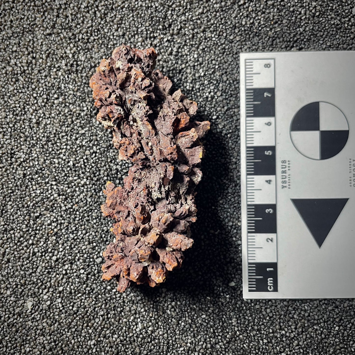 F2066 | Coprolite - Cololite | Testuggine