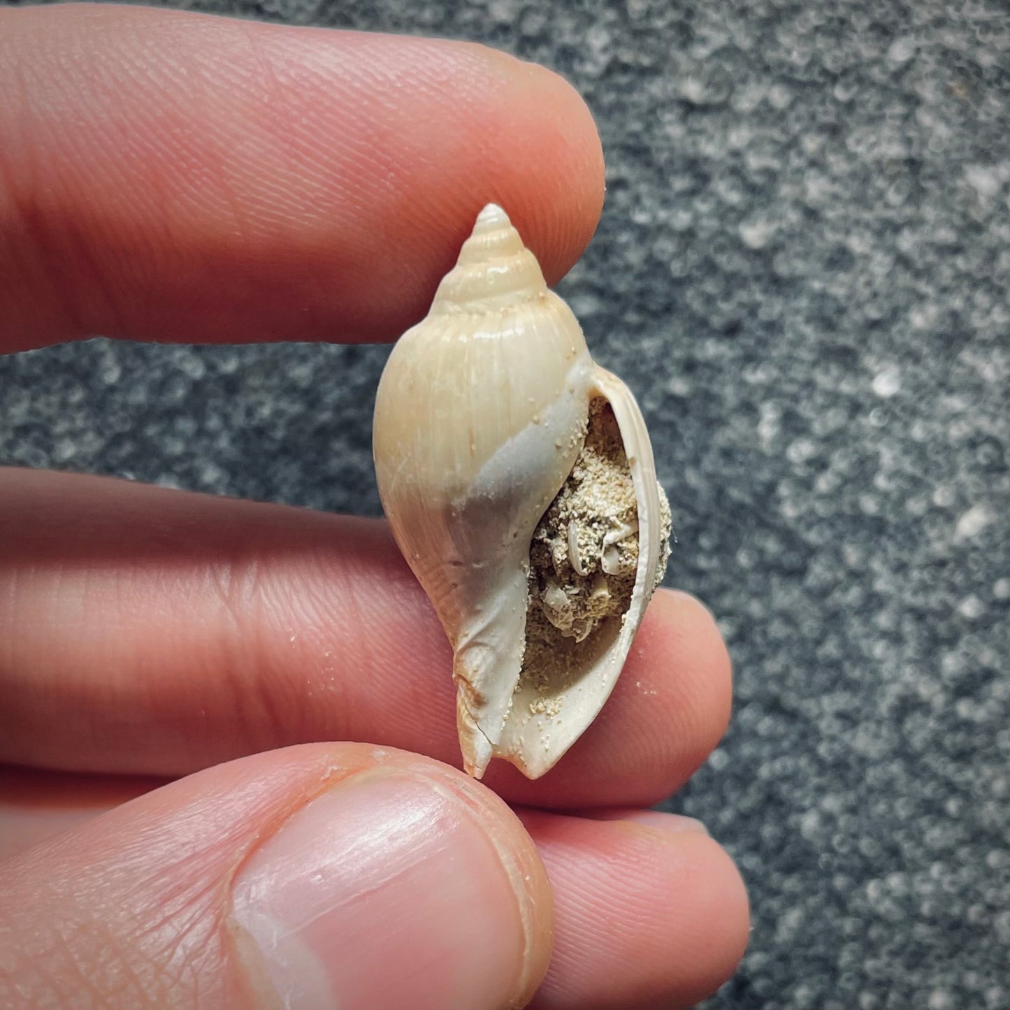 F1411 | Gasteropode | Cryptochorda stromboides