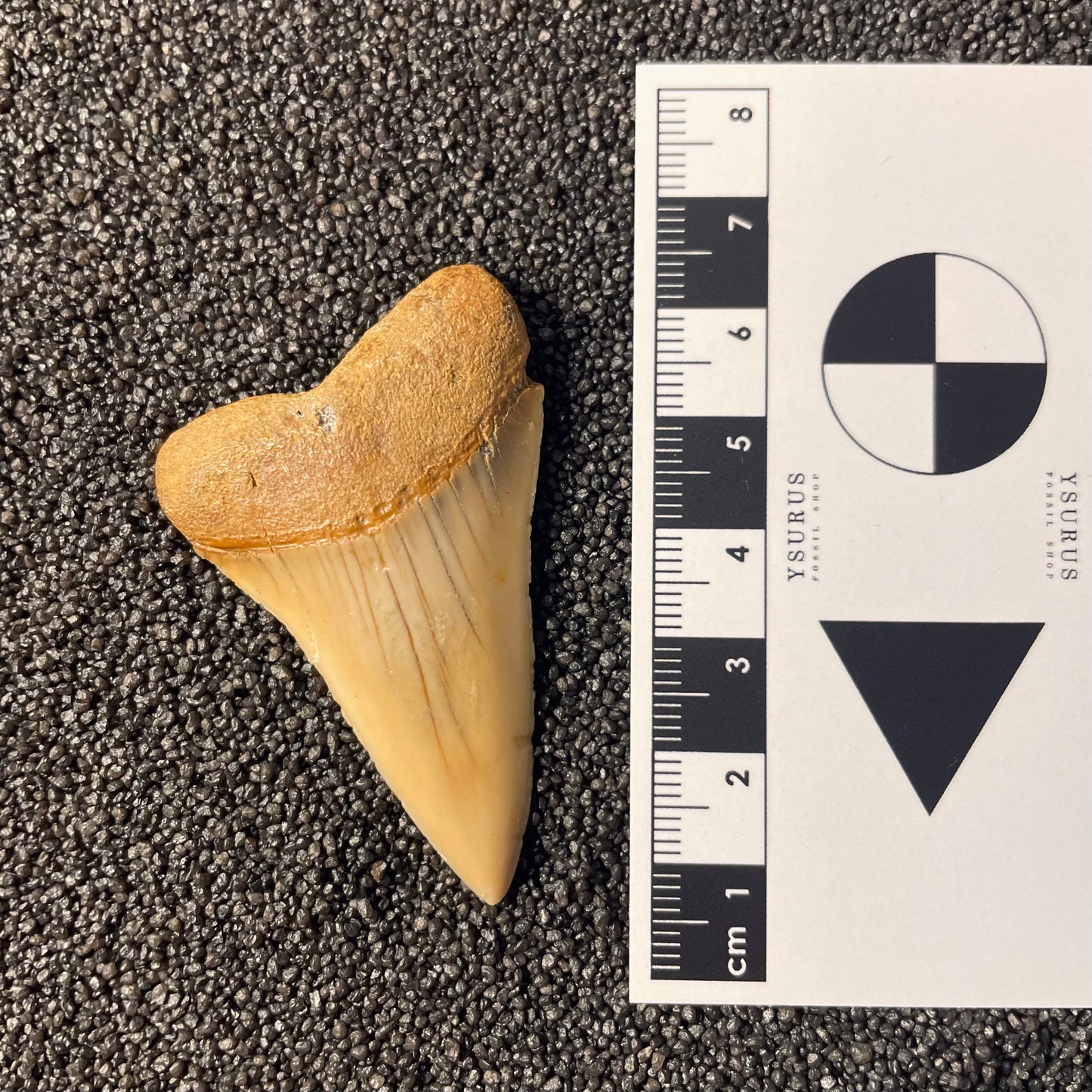 F2311 | Squalo | Carcharodon hastalis