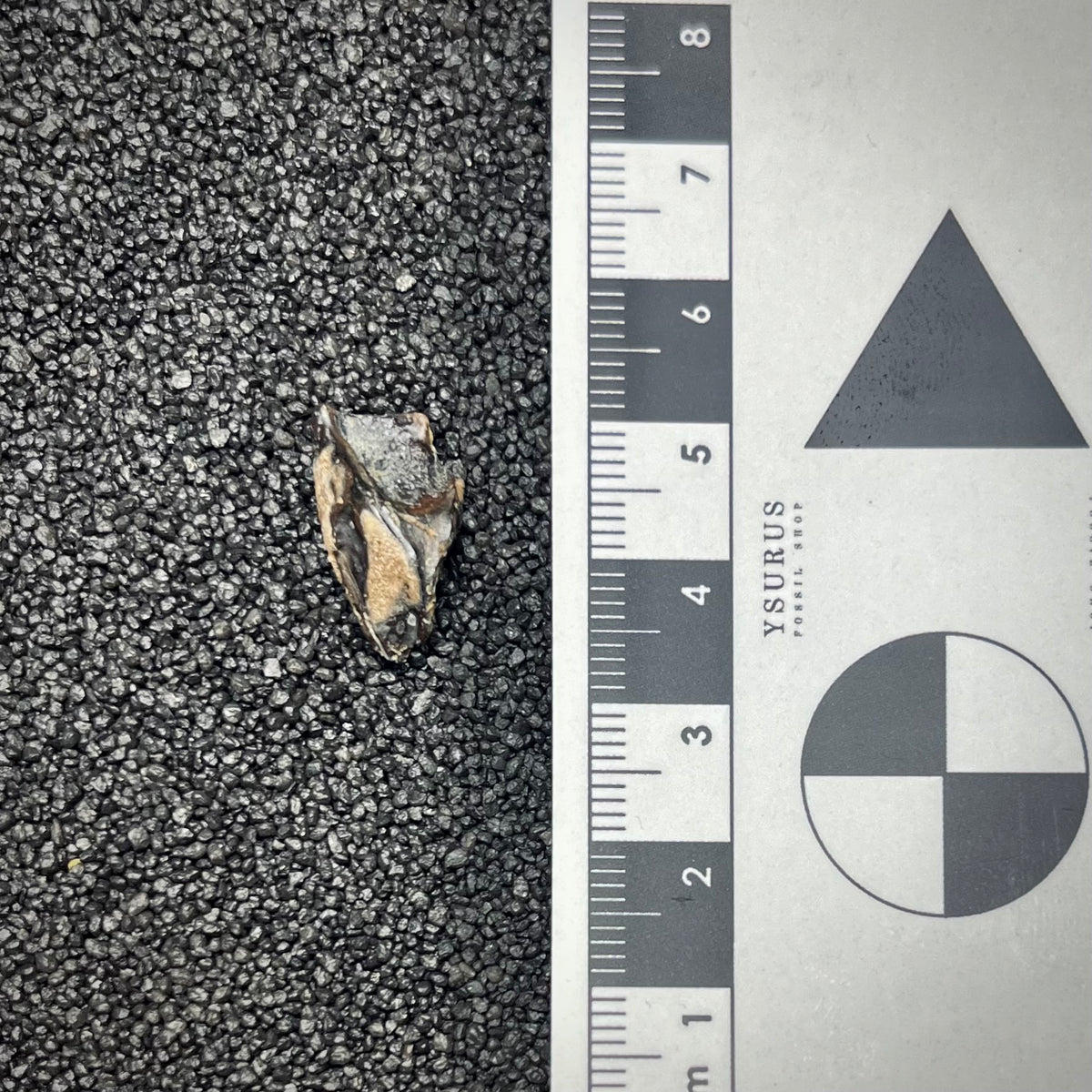 F3005 | Dinosauro | Triceratops sp.
