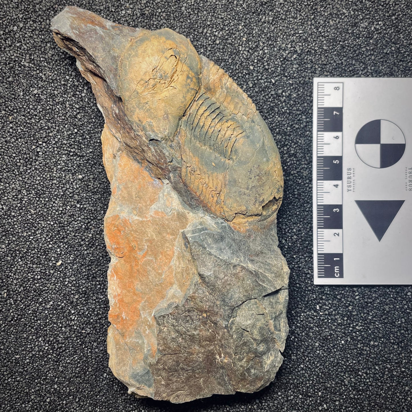 F1600 | Trilobite | Ectillaenus giganteus