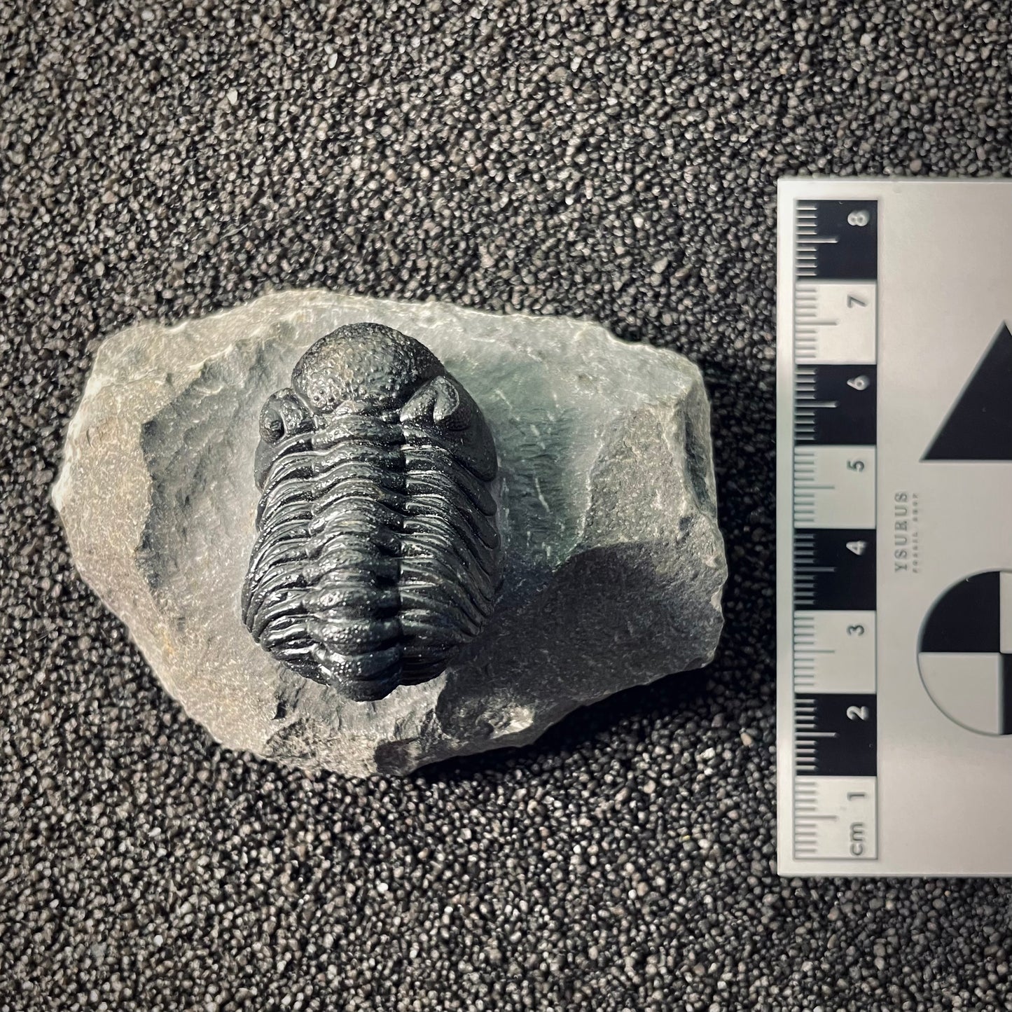 F2610 | Trilobite | Phacopidae indet.