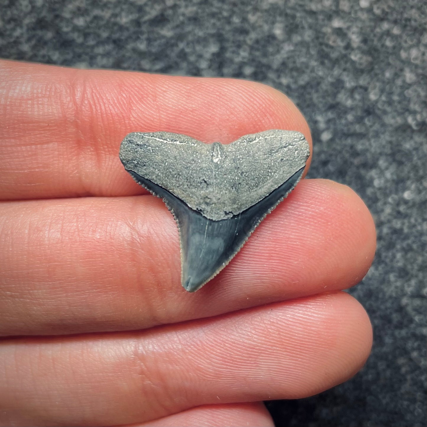 F1853 | Squalo | Carcharhinus sp.