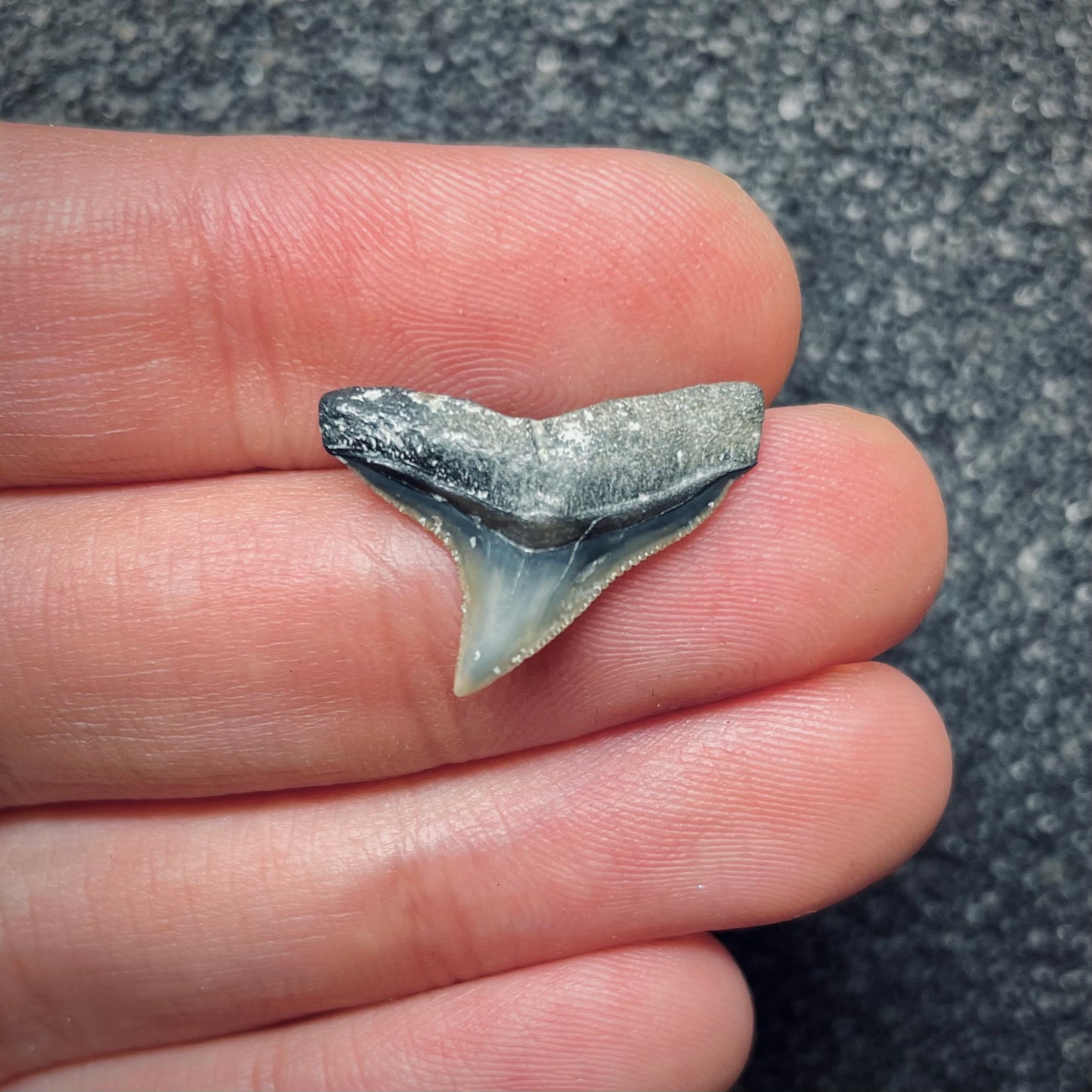 F1855 | Squalo | Carcharhinus sp.
