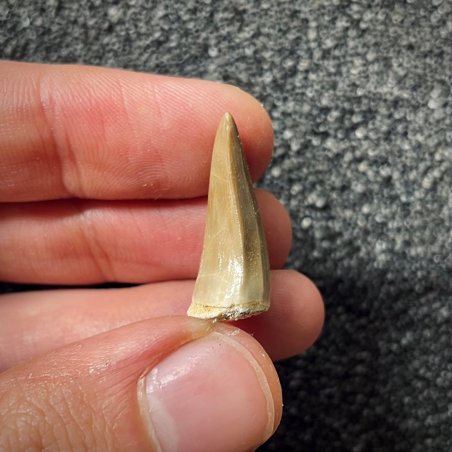 F1991 | Mosasauro | Mosasaurus beaugei
