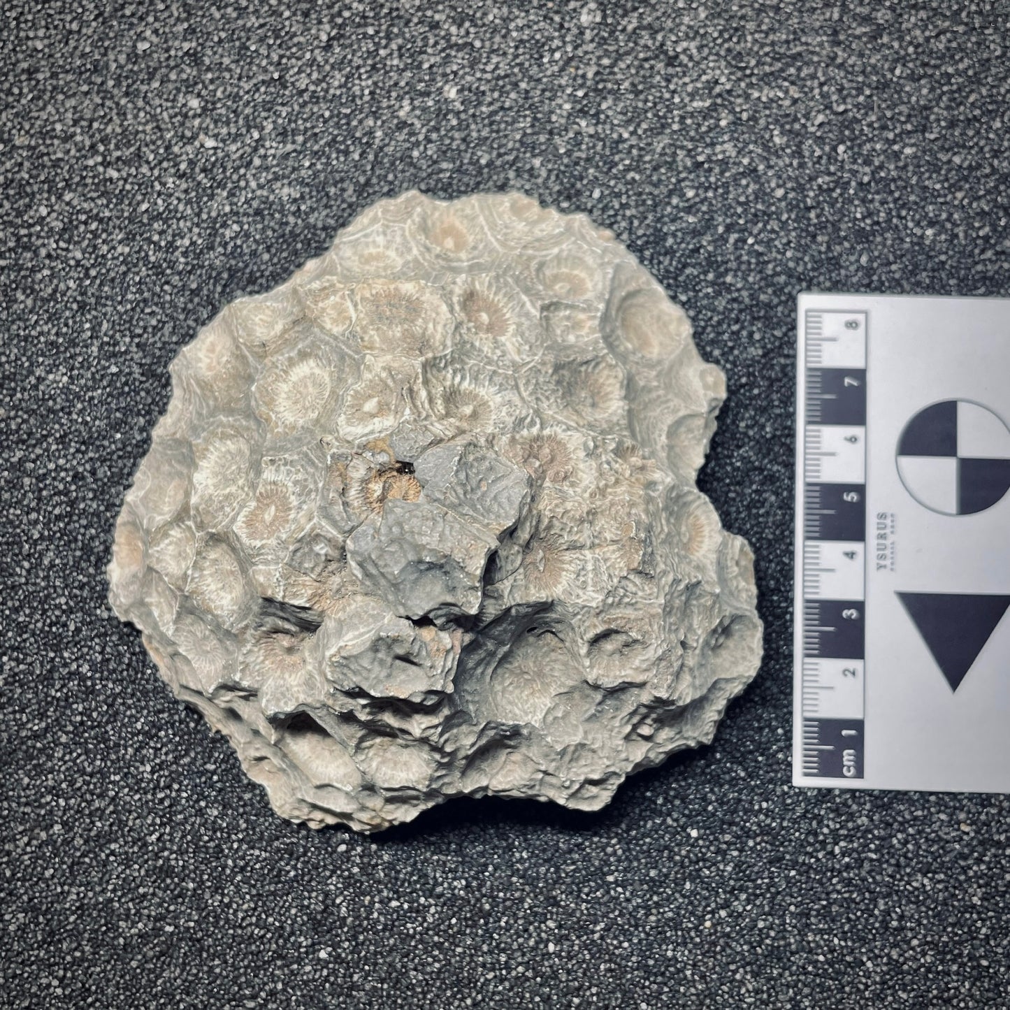 F1678 | Corallo | Hexagonaria sp.