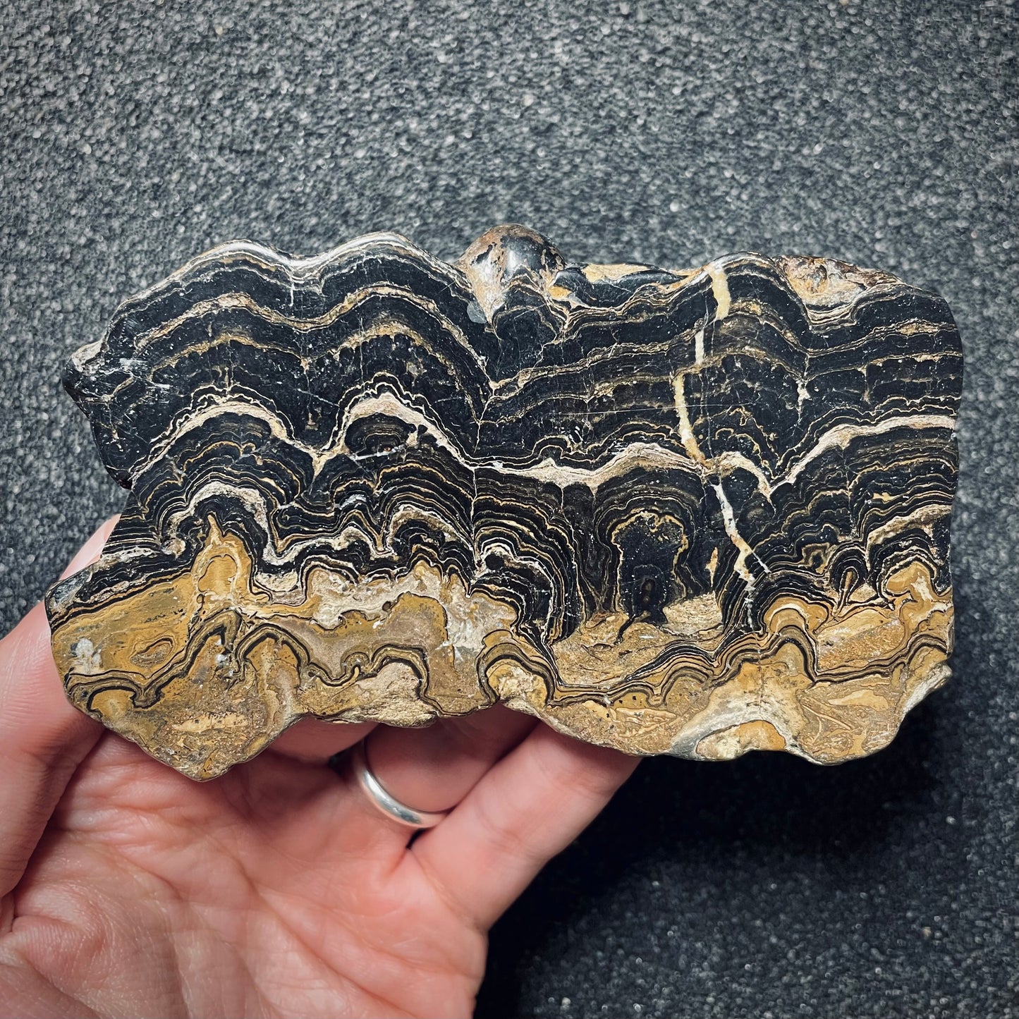 F1714 | Stromatolite | Stromatolite indet.