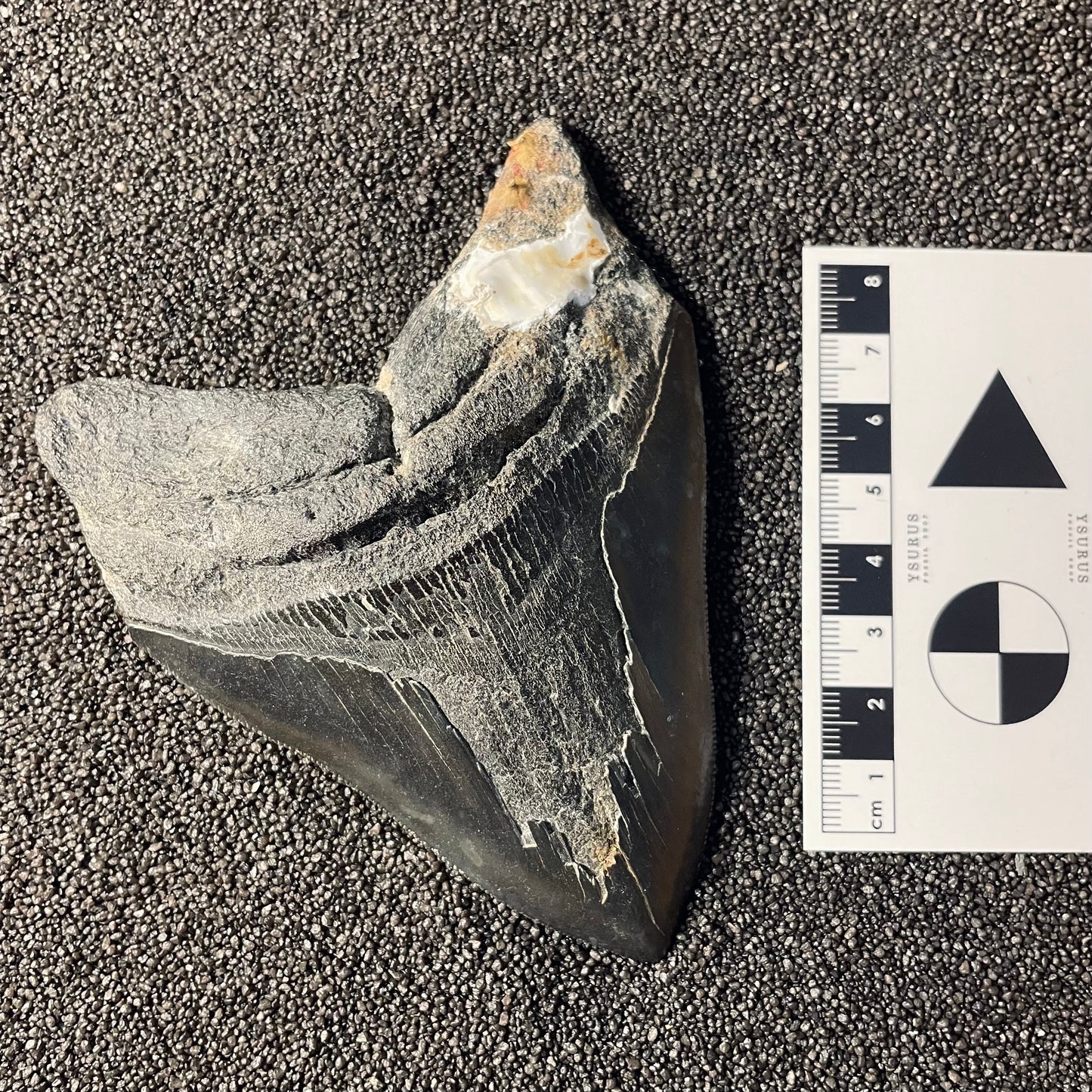 F2357 | Squalo | Otodus megalodon