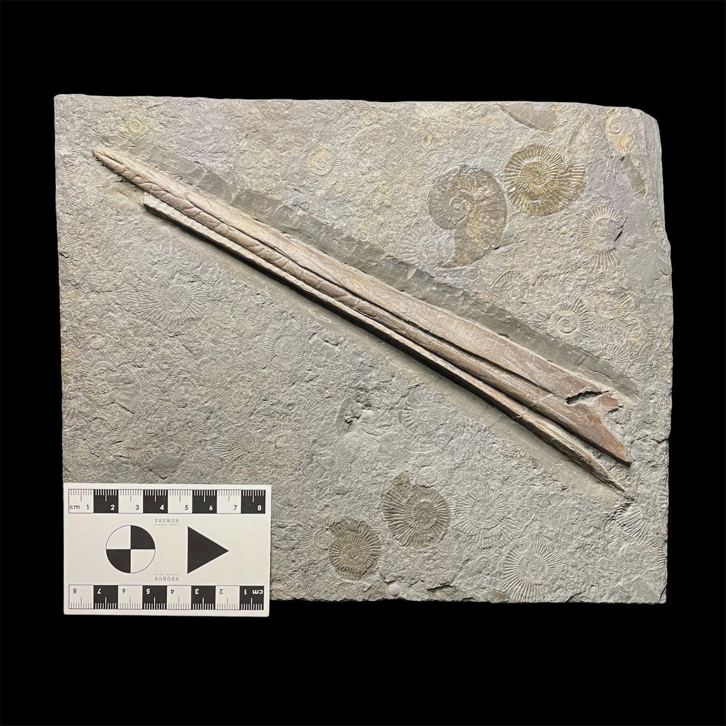 F2673 | Ittiosauro | Ichthyosauria indet.