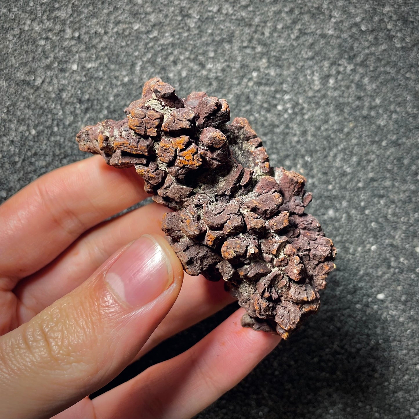 F2065 | Coprolite - Cololite | Testuggine