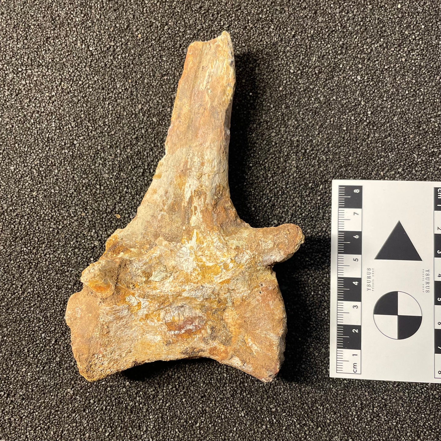 F2478 | Coccodrillo | Crocodylomorpha indet.