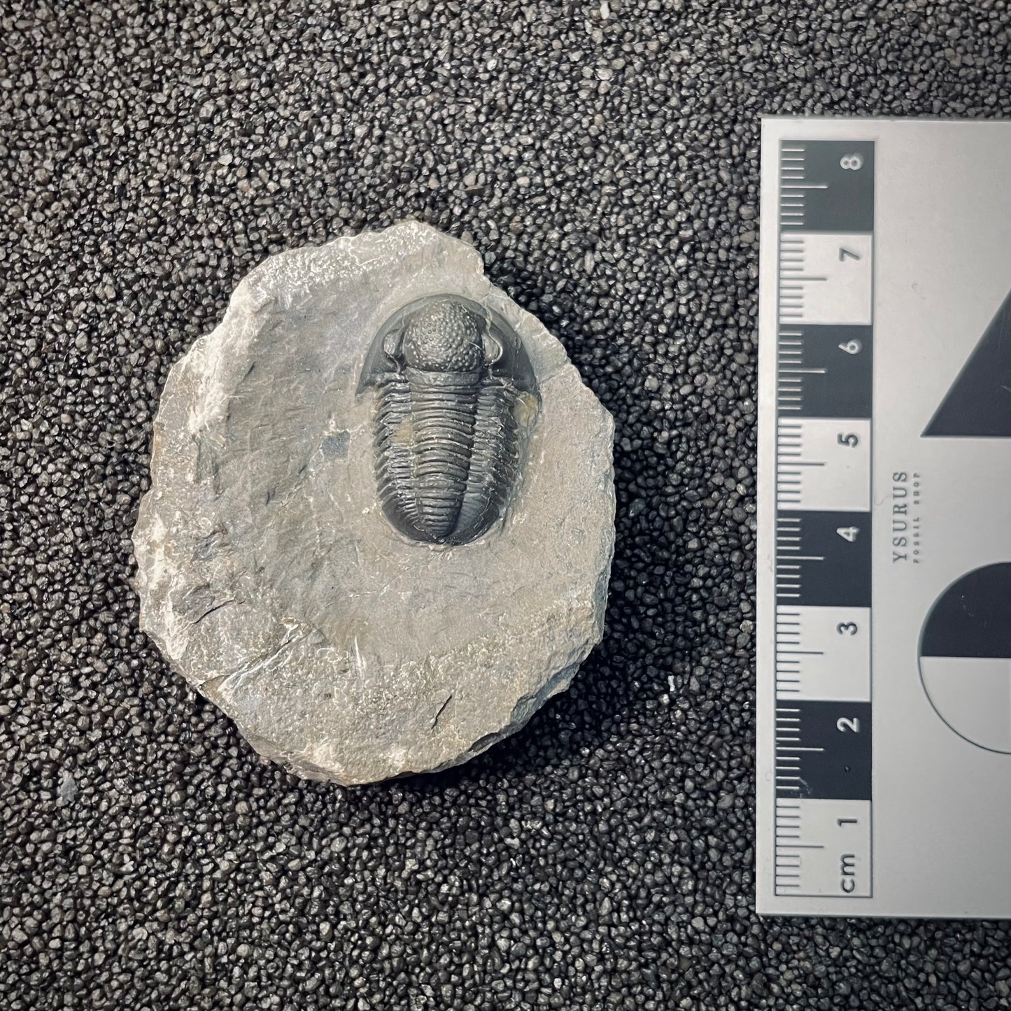 F2591 | Trilobite | Gerastos tuberculatus