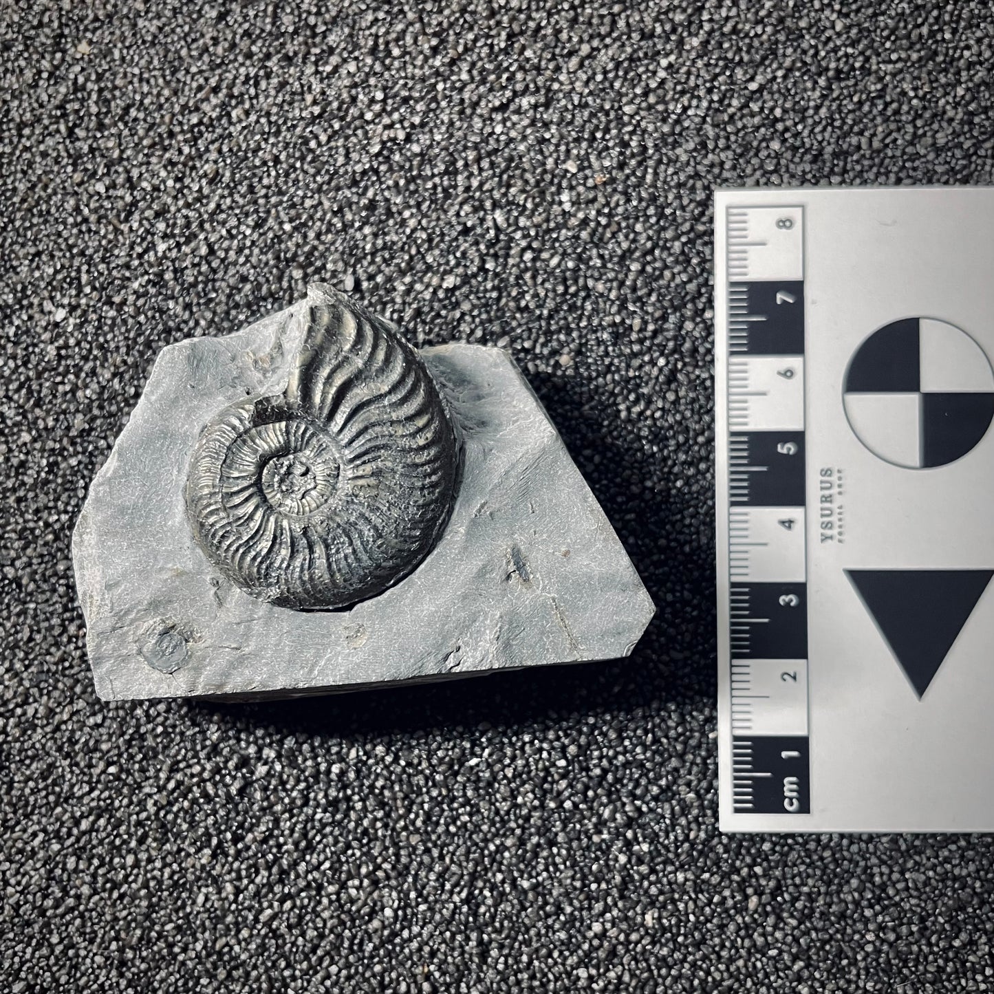 F2541 | Ammonite | Pleydellia sp.