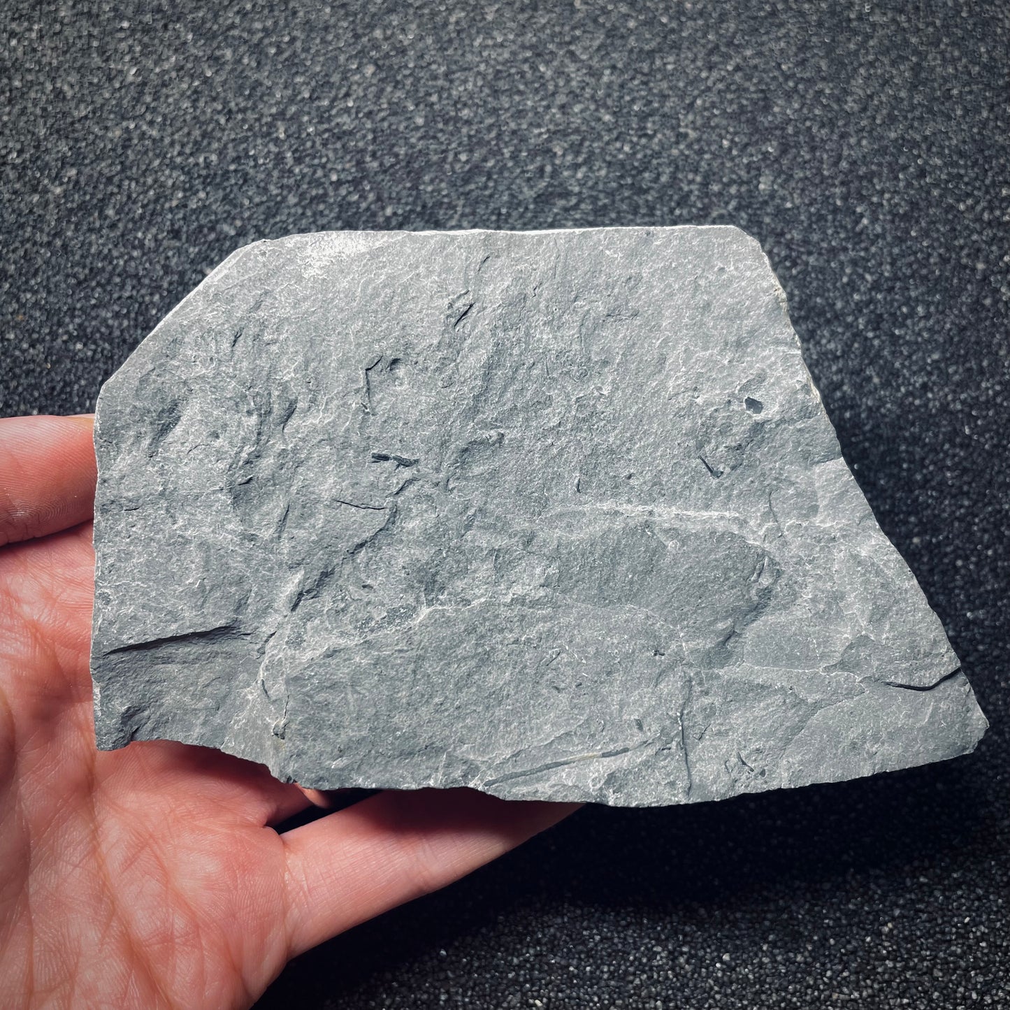 F1299 | Trilobite | Eldredgeops rana