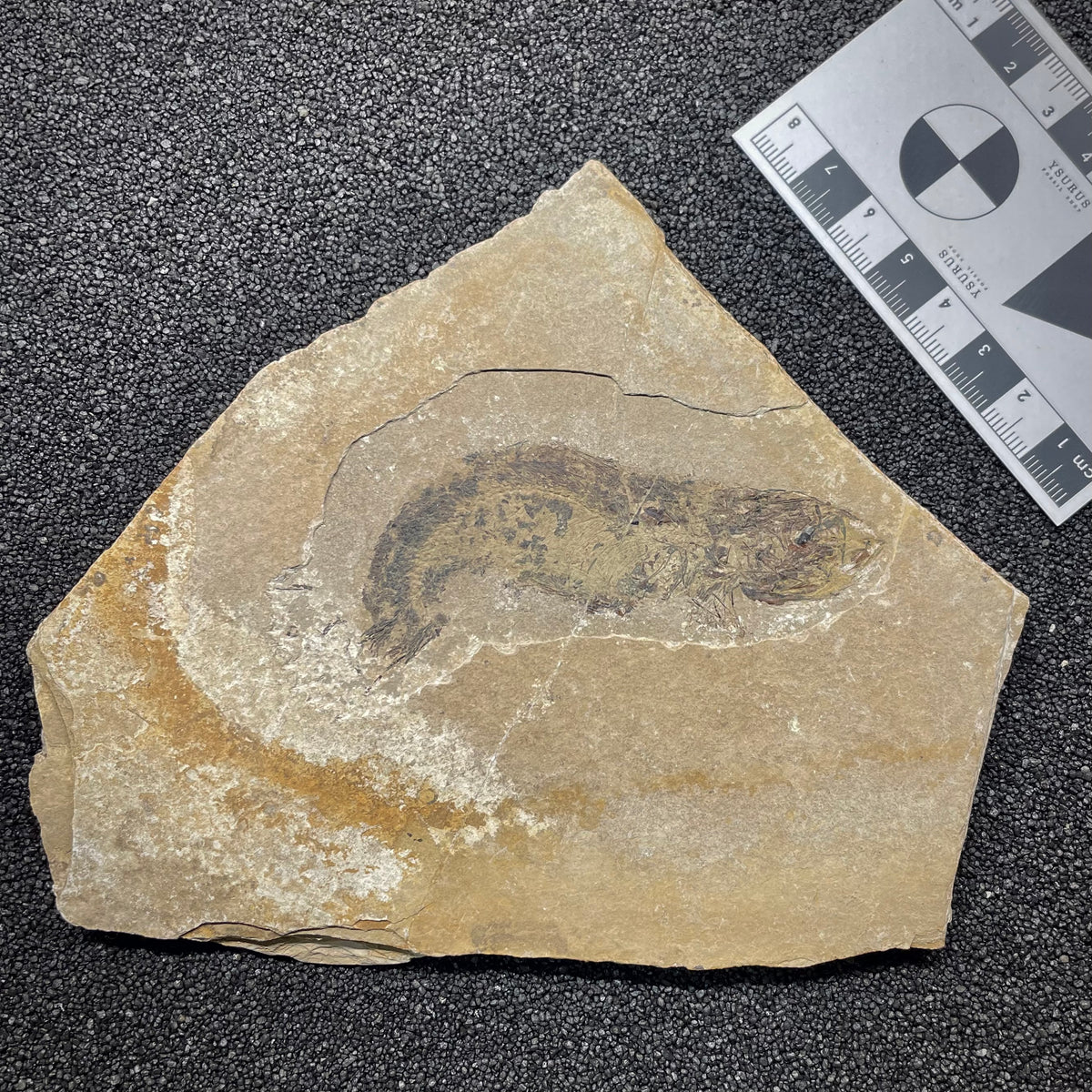 F3055 | Pesce | Scopeloides glarisianus