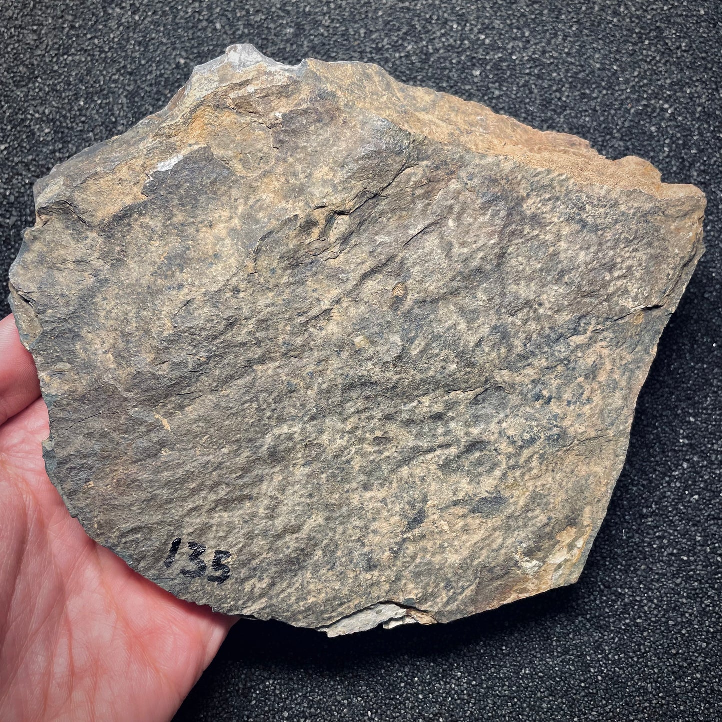 F1580 | Trilobite | Prionocheilus mendax