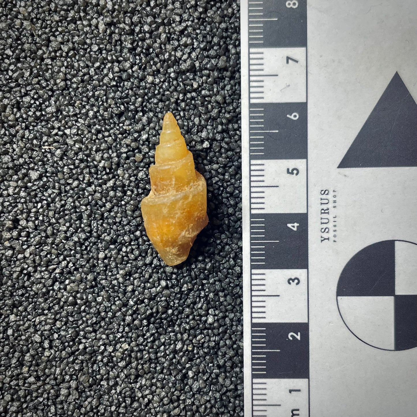 F1765 | Gasteropode | Gastropoda indet.