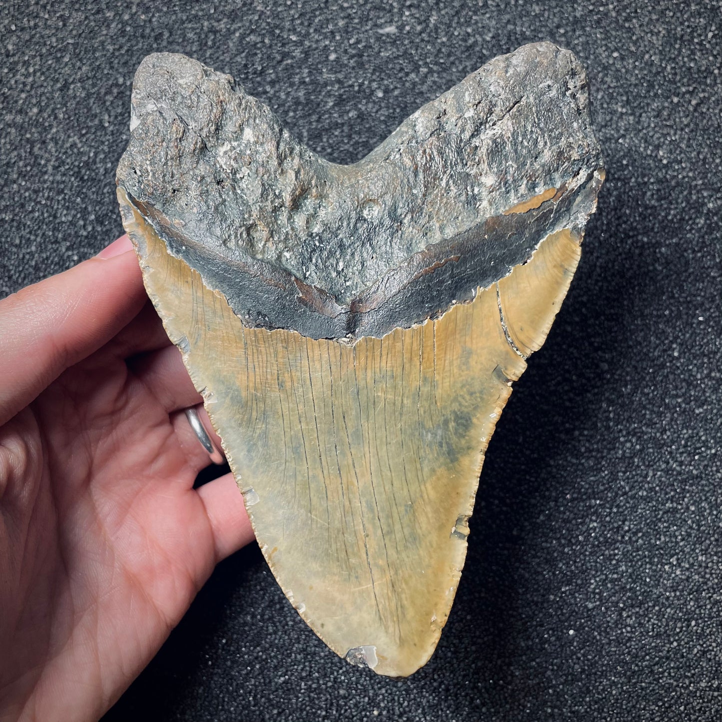 F1848 | Squalo | Otodus megalodon