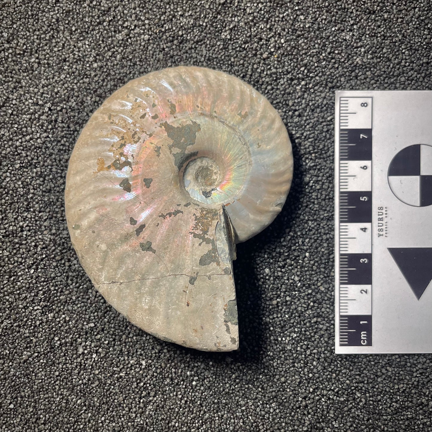 F2152 | Ammonite | Cleoniceras sp.