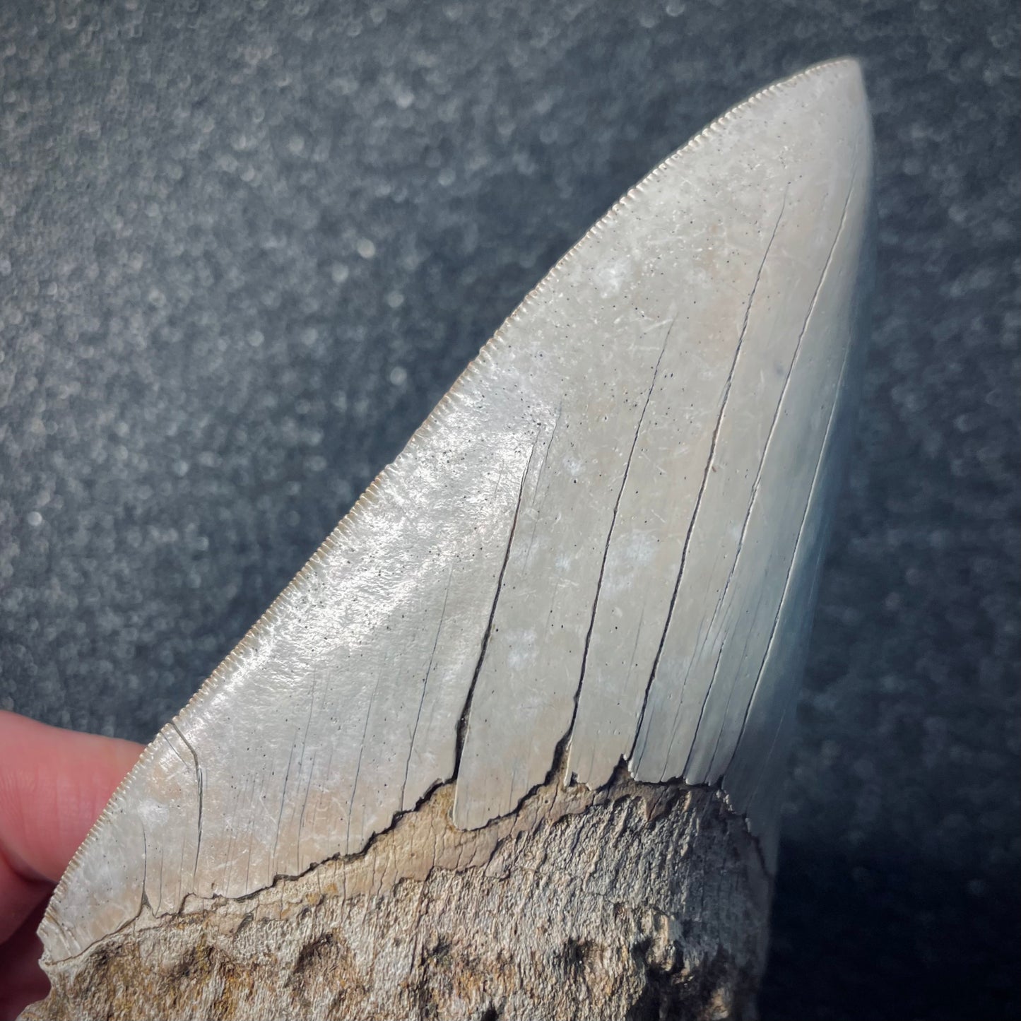 F1479 | Squalo | Otodus megalodon