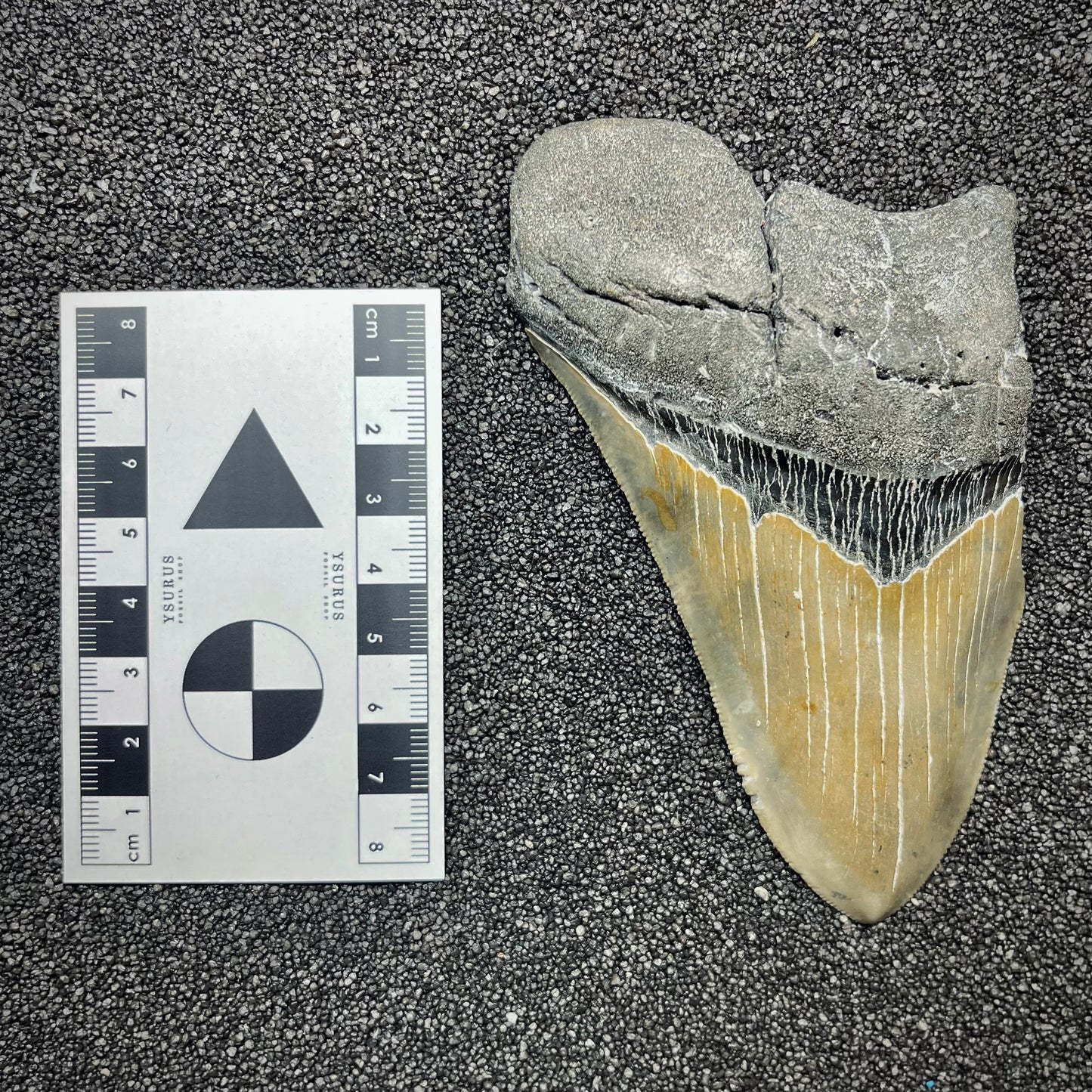 F2918 | Squalo | Otodus megalodon