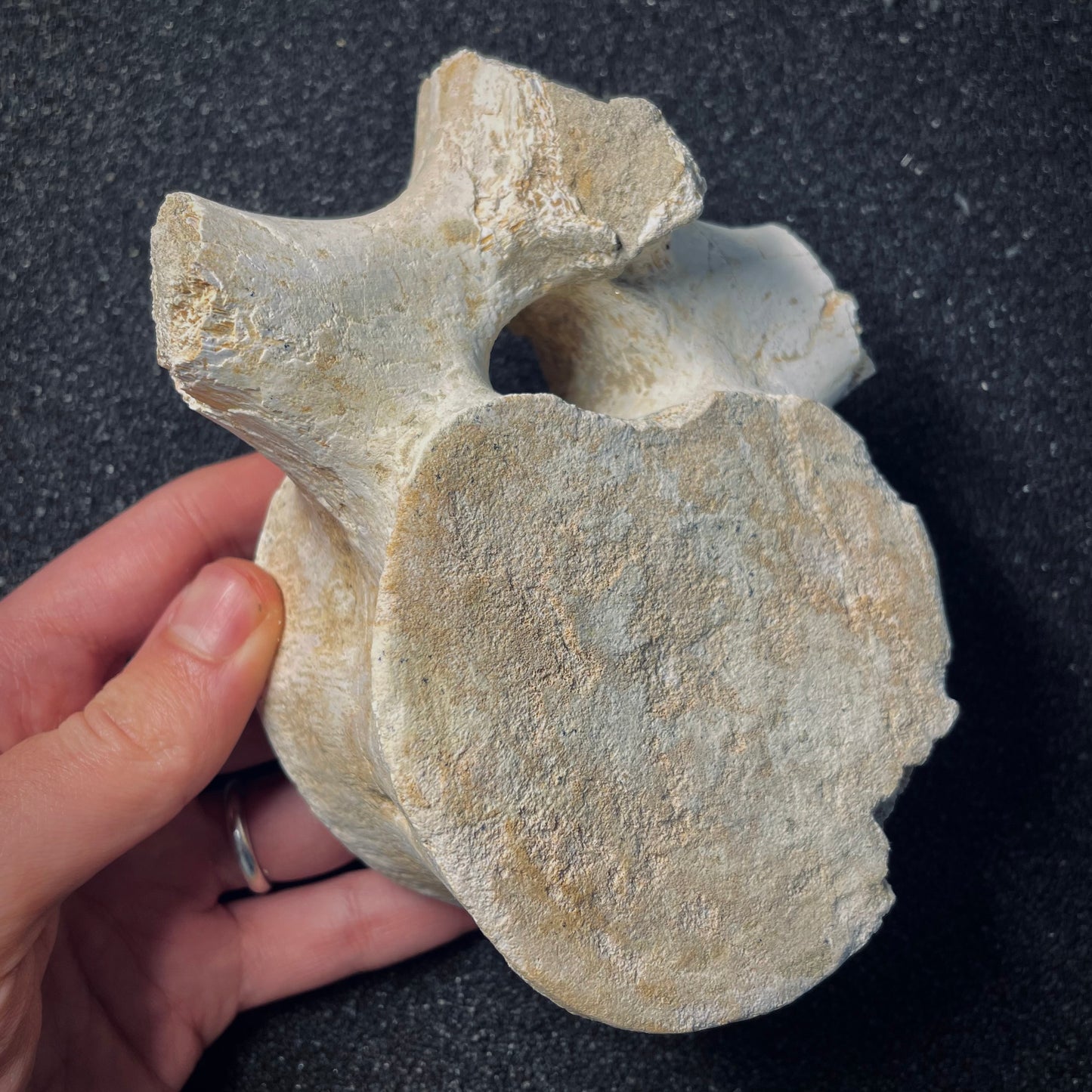 F1867 | Elasmosauro | Zarafasaura oceanis