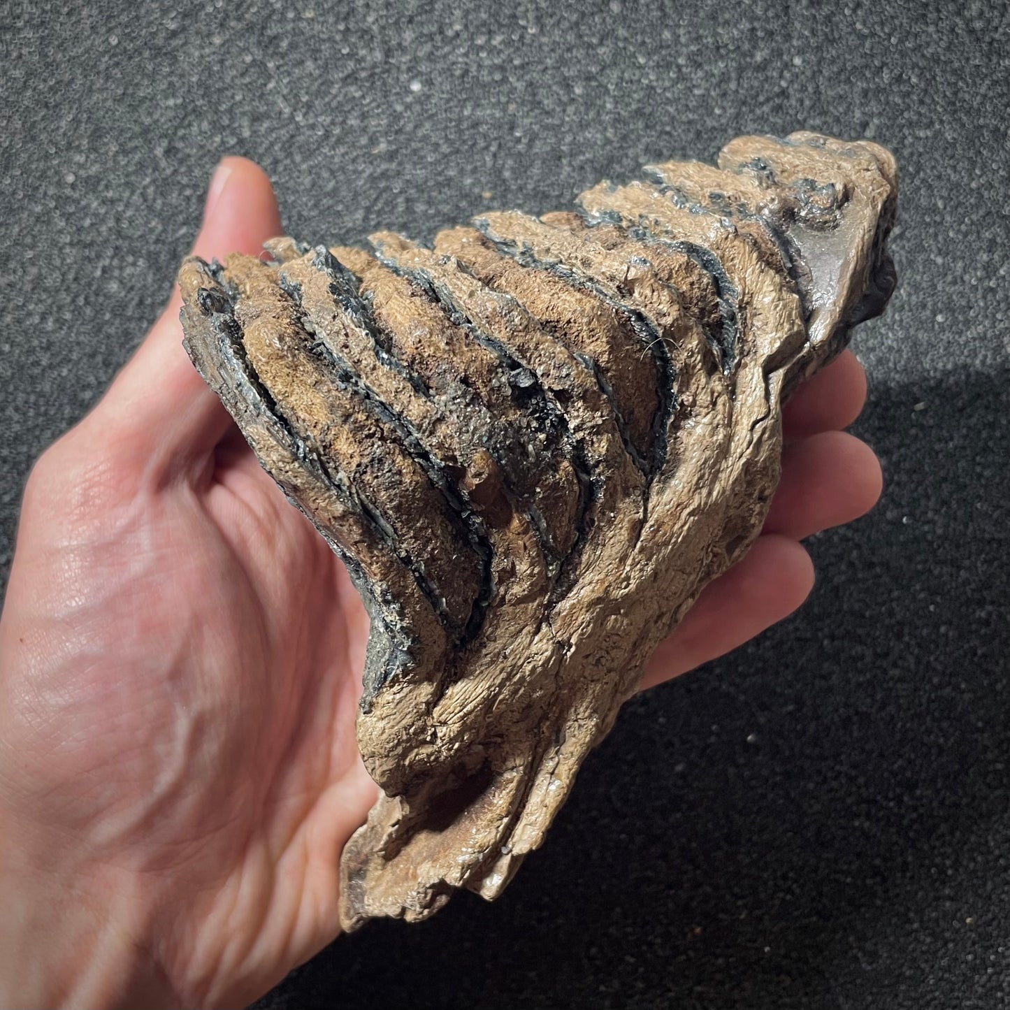 F1905 | Mammut | Mammuthus sp.