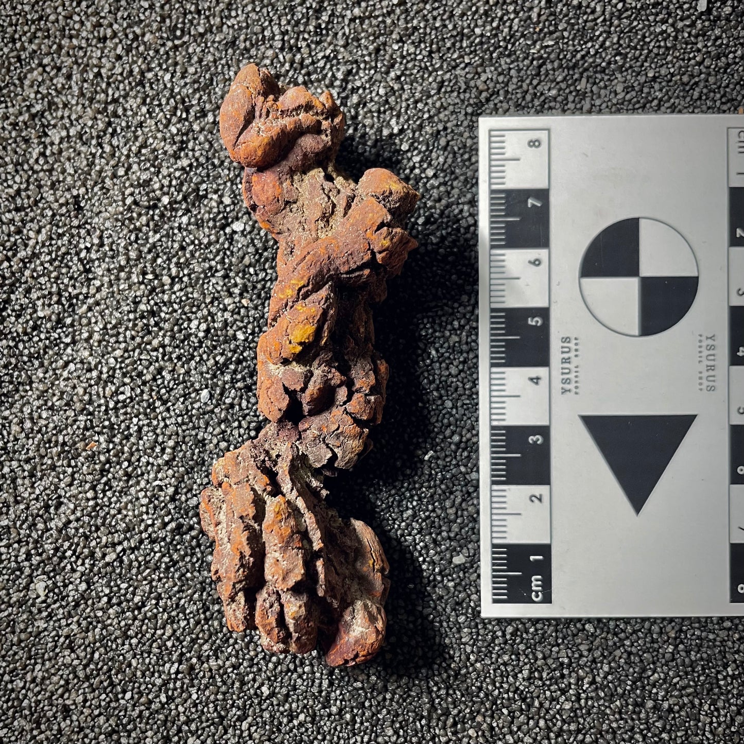 F2067 | Coprolite - Cololite | Testuggine
