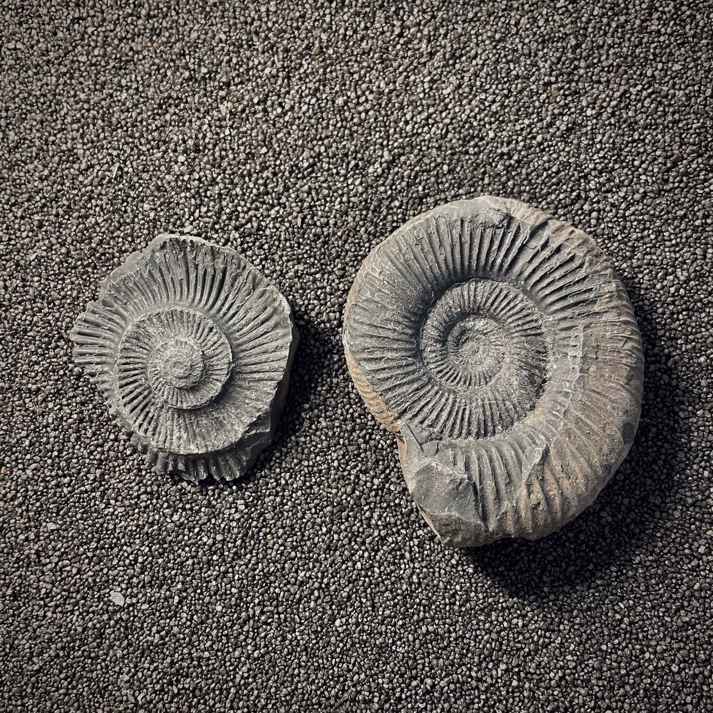 F2023 | Ammonite | Perisphinctidae indet.