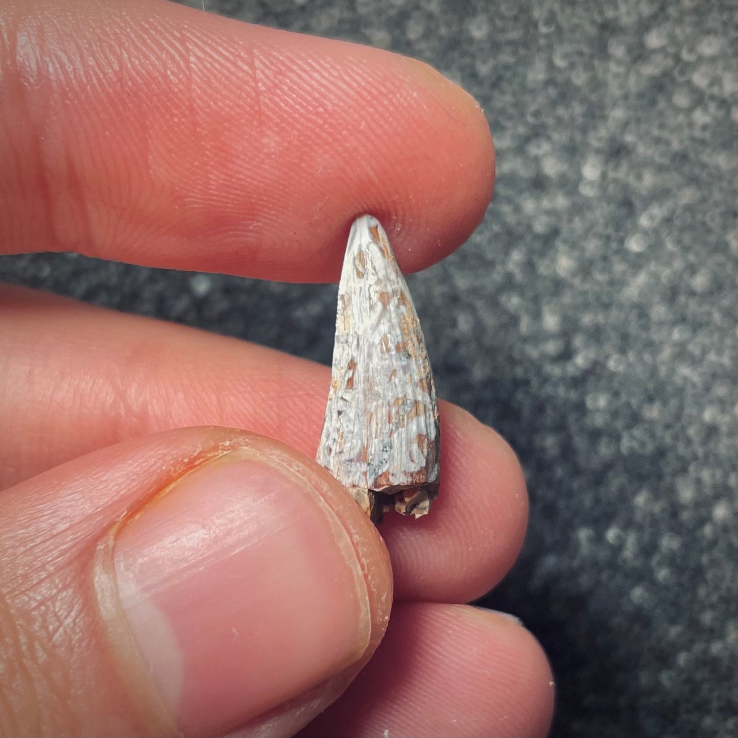 F1860 | Fitosauro | Phytosauridae indet.